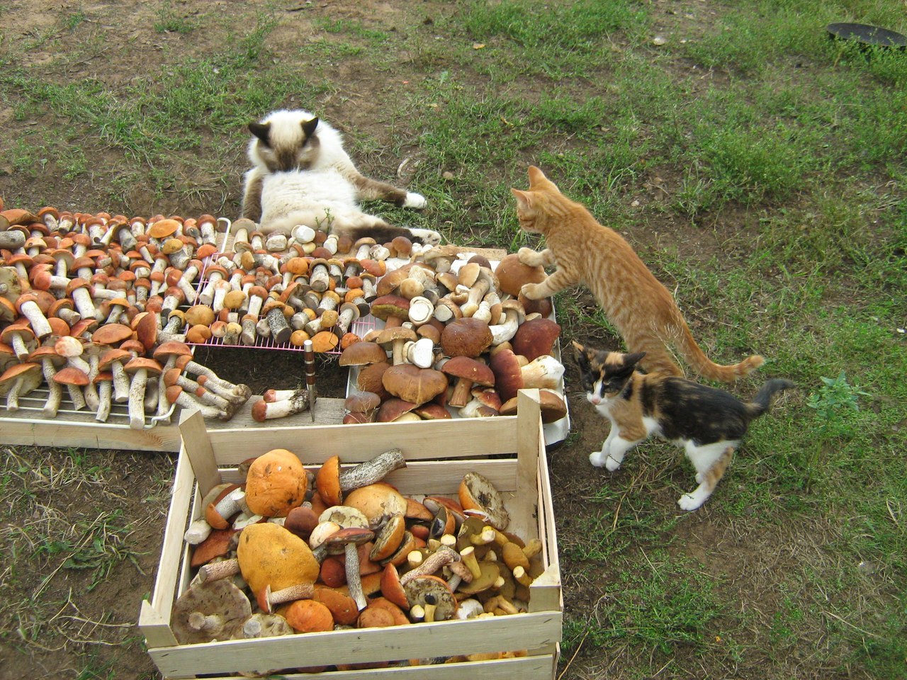 What does “We are switching to pasture” mean??? - cat, Mushrooms, Redhead, Boletus, Box, Kittens, Milota