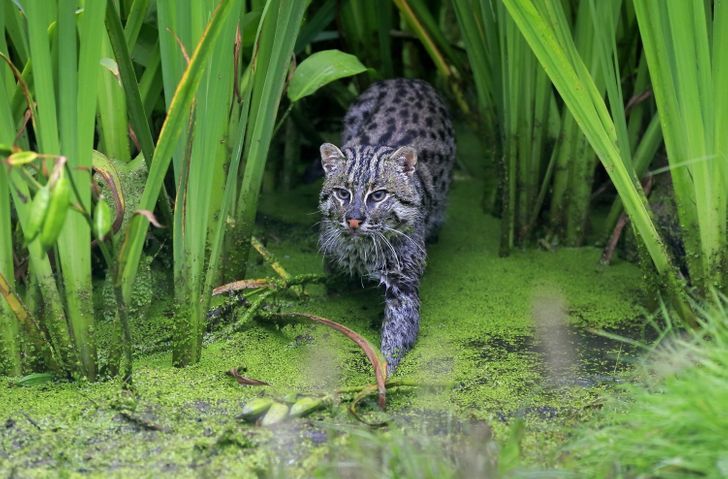 Charming wild cats, most of which you only get to pet a couple of times in your life - Cat family, Small cats, Serval, Bengal cat, Fishing Cat, Jaguarundi, Cat Temminka, Andean cat, Rusty cat, Caracal, Jungle cat, Forest cat, Ocelot, Wild animals, Interesting, Milota, Longpost, Sumatran cat