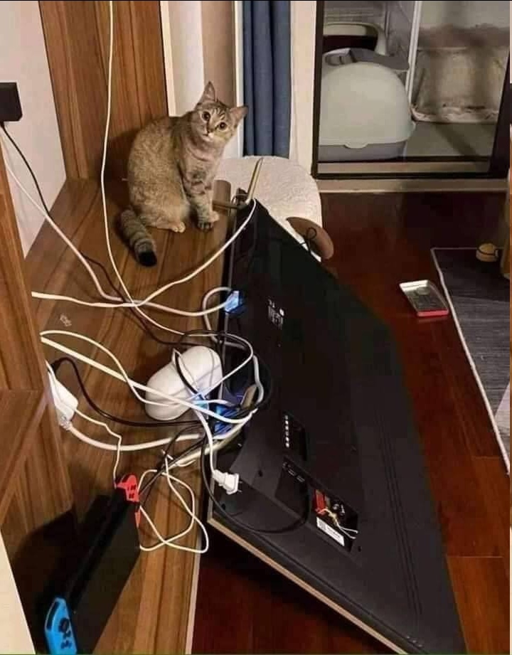 Any problems? - cat, TV set, Facial expression, Pests, Sight, Dropped