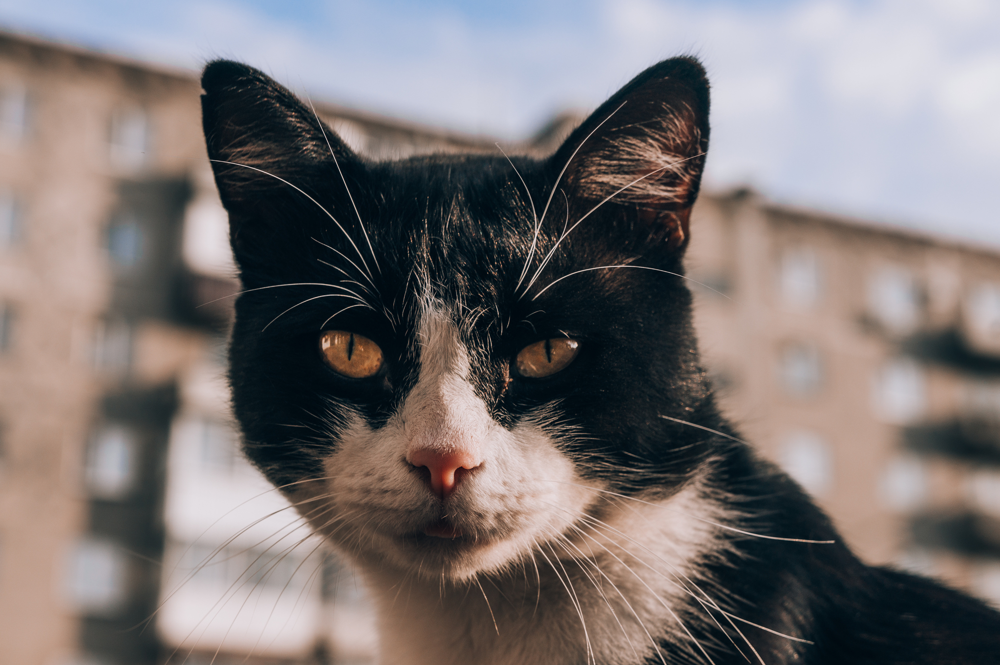 City cats - My, Russia, Animals, cat, The photo, Longpost