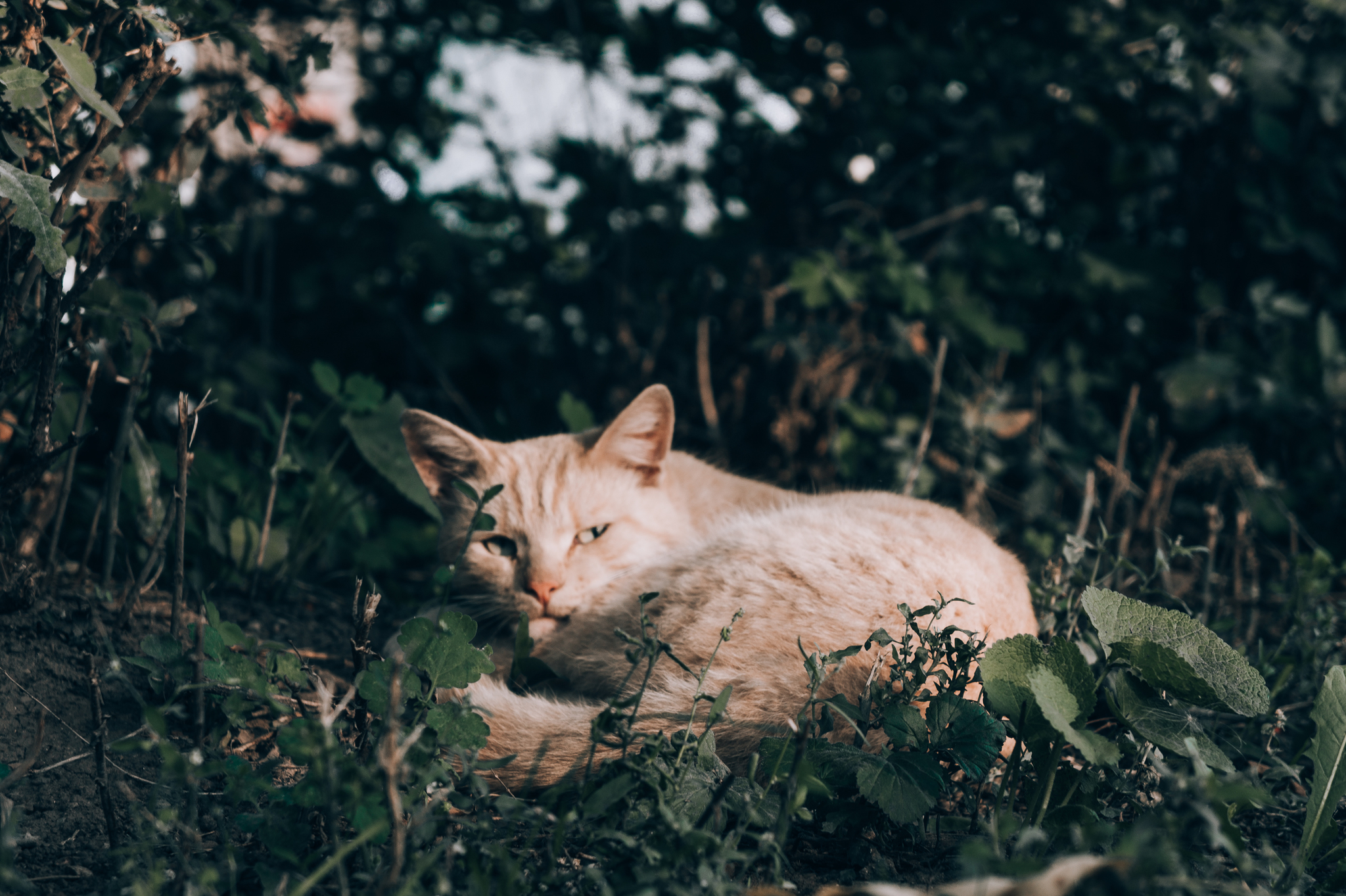 City cats - My, Russia, Animals, cat, The photo, Longpost