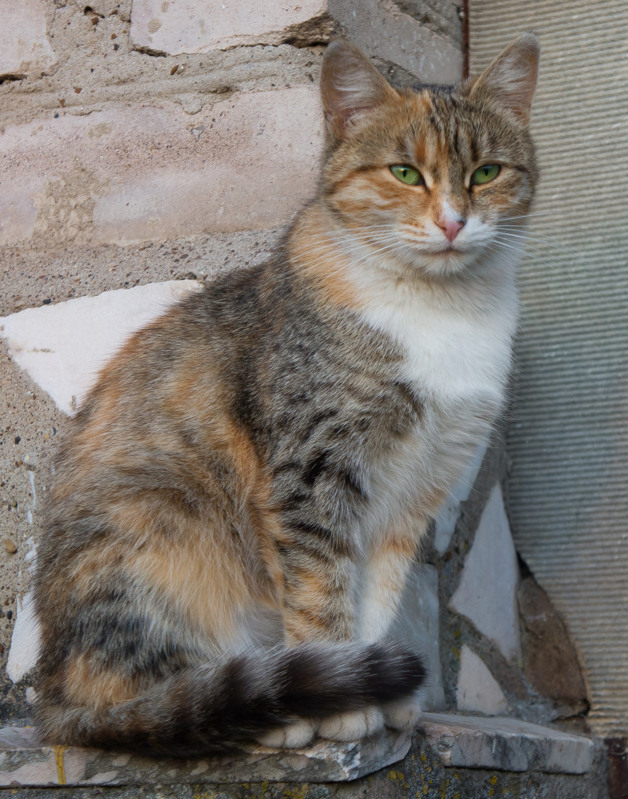 City cats - My, Russia, Animals, cat, The photo, Longpost