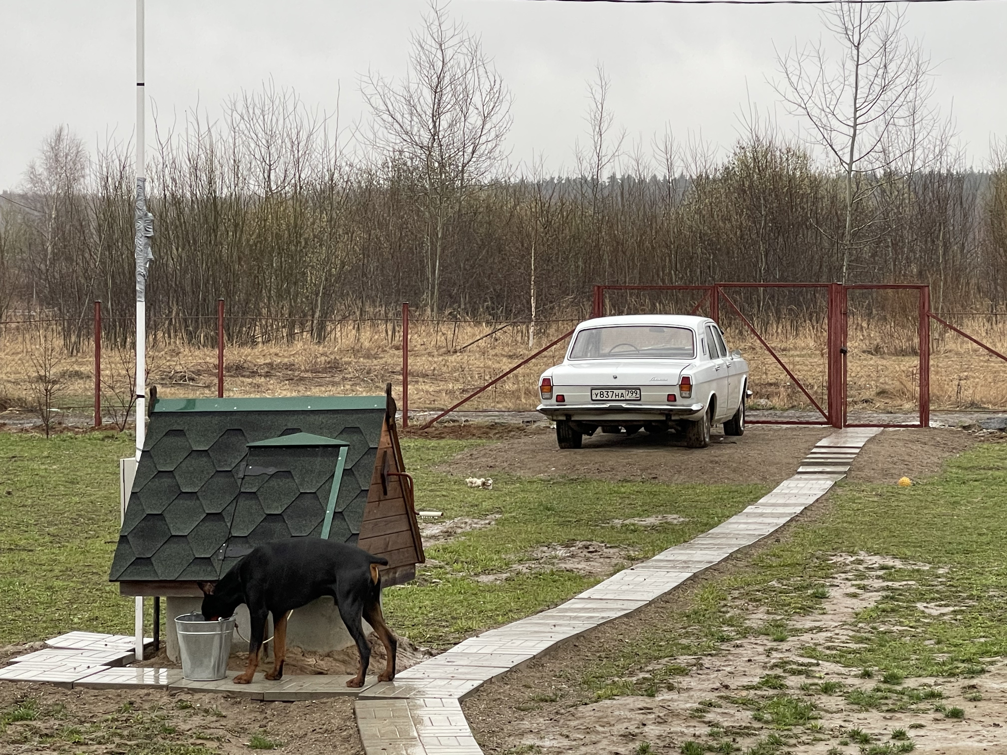 I'll go get a divorce) - My, Dog, Doberman, Car, Volgar, Gaz-24 Volga, Longpost