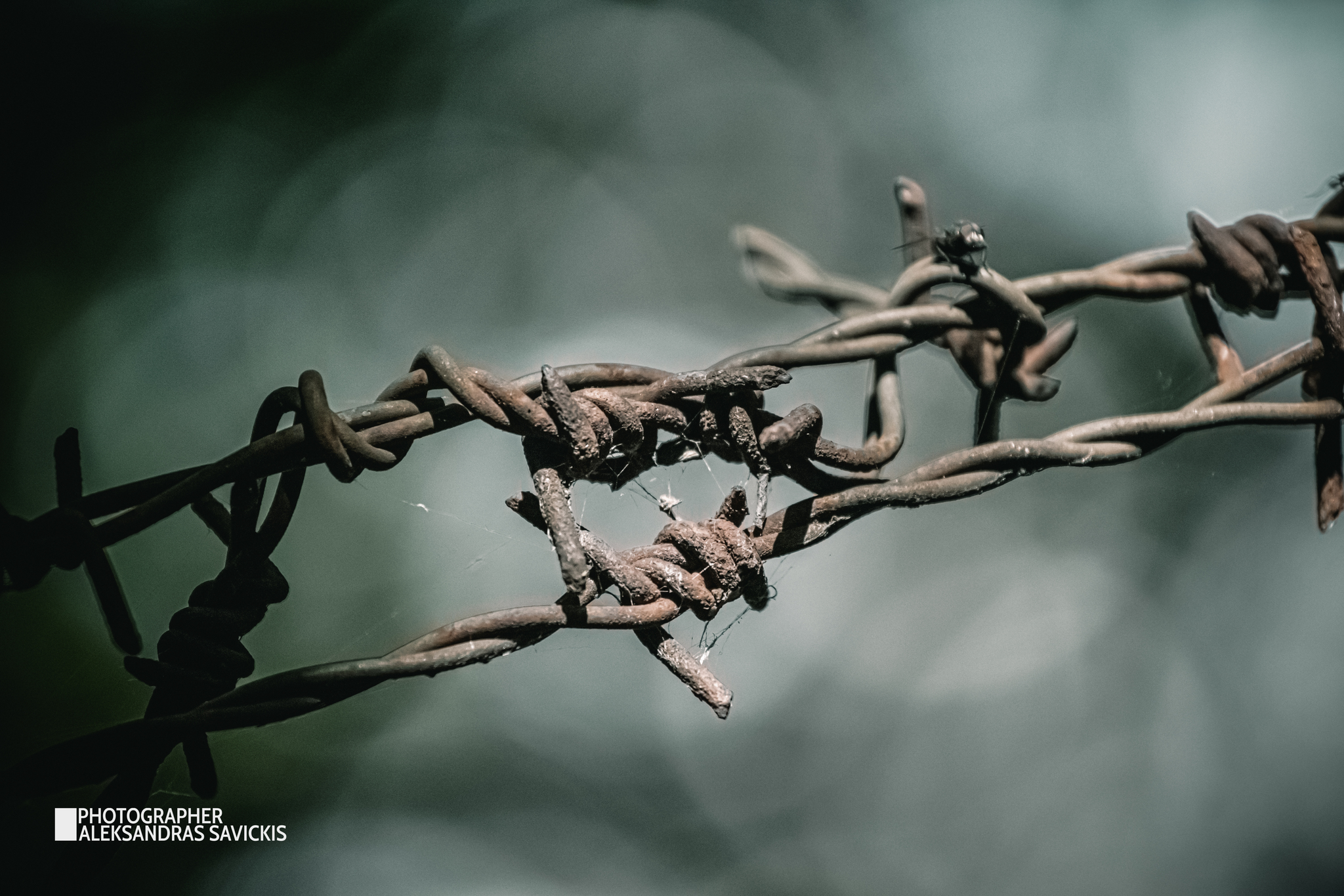 Barbed wire (colloquially thorn) - My, The photo, Forgotten, Abandoned, After U.S, Barbed wire