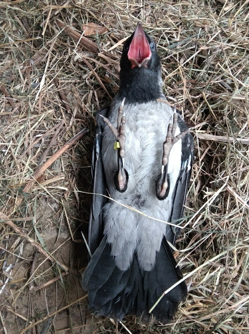 ворона свила гнездо около дома (98) фото