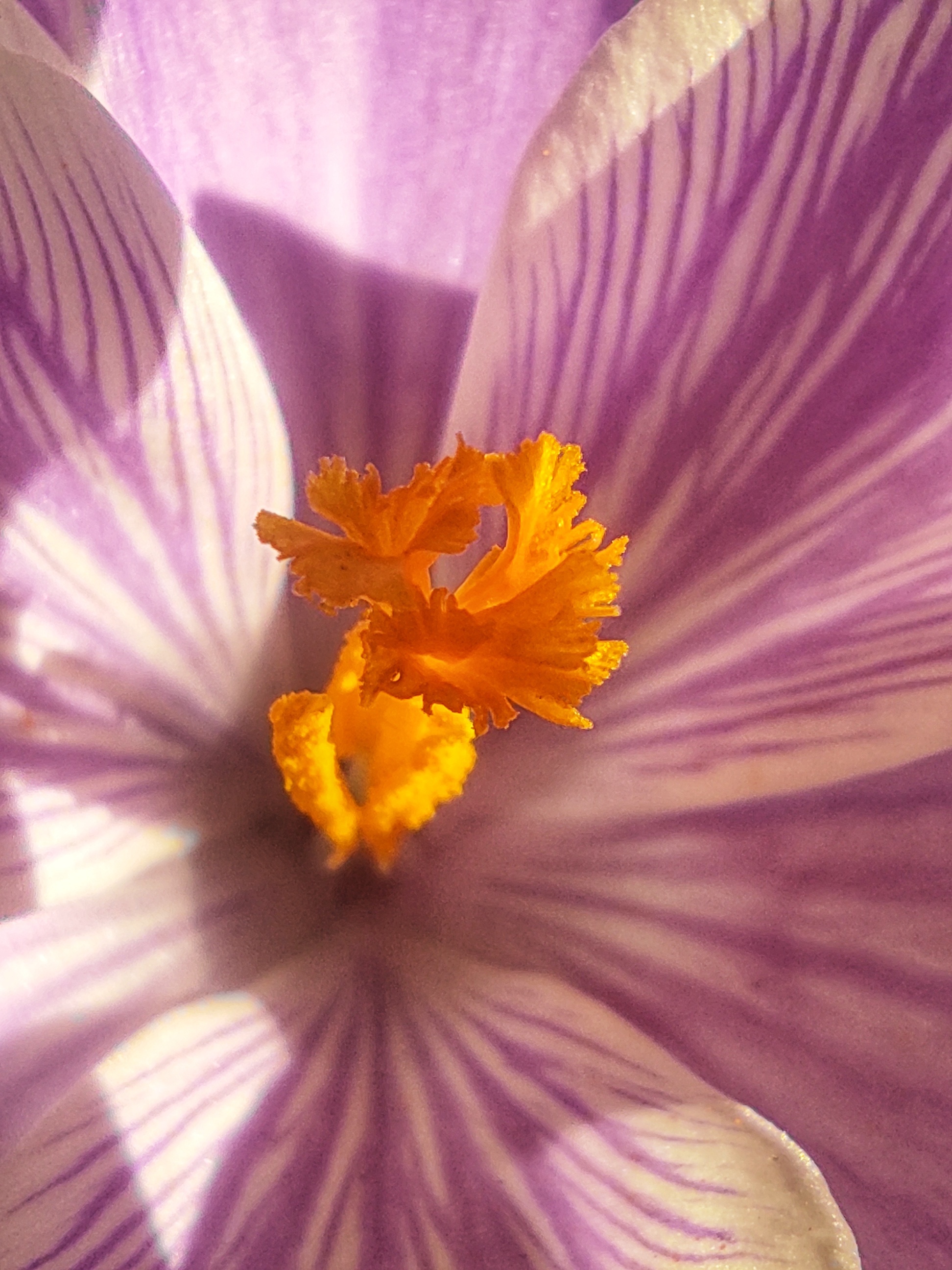 Pistil-stamens - My, Mobile photography, crocuses, Pistils, Жуки, Spring, Nature, Longpost