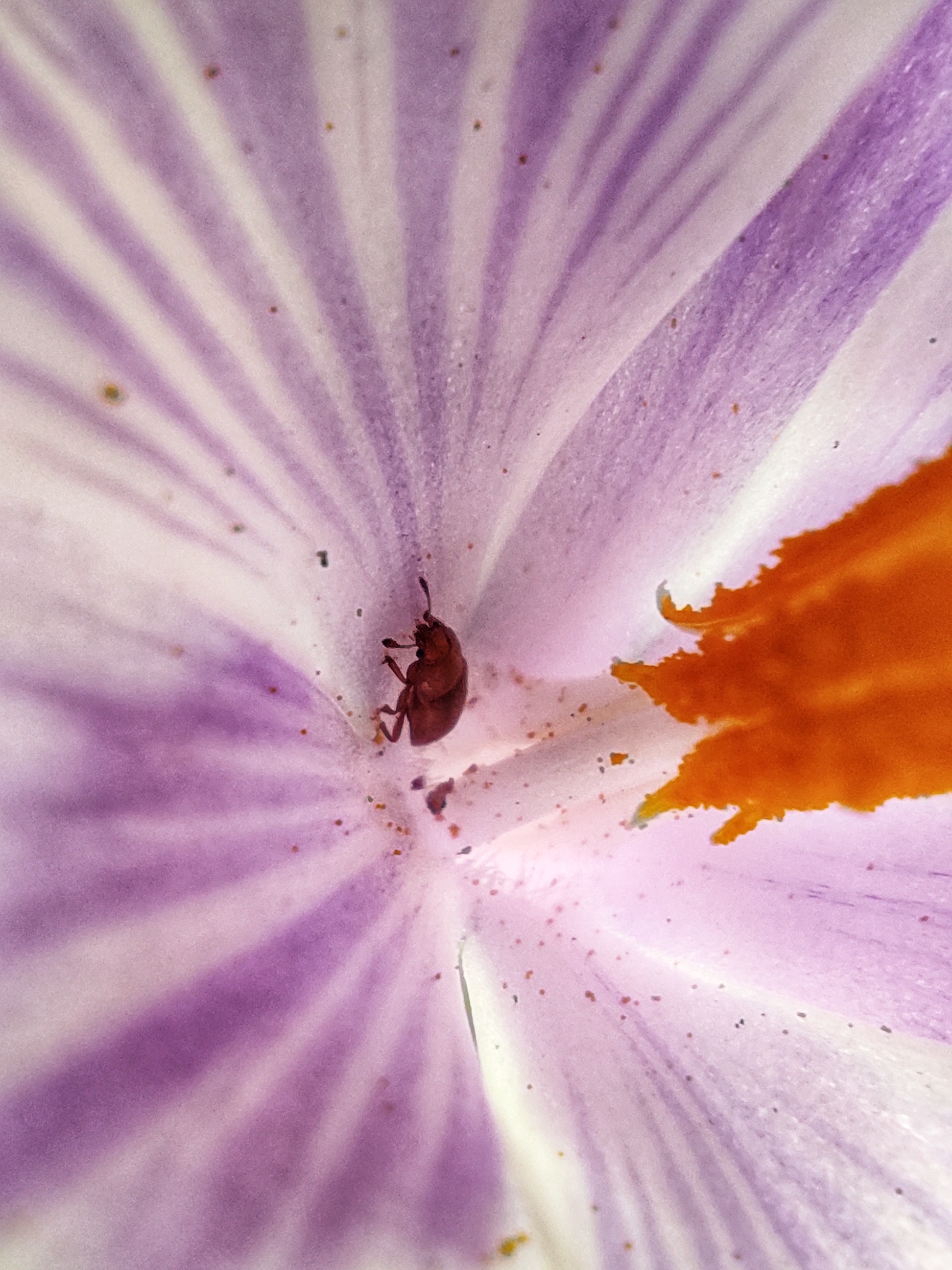 Pistil-stamens - My, Mobile photography, crocuses, Pistils, Жуки, Spring, Nature, Longpost