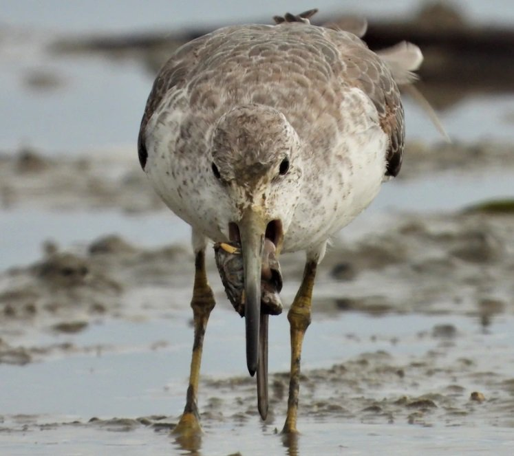 The rarest bird from Russia flew to Australia, where it had never been seen! - Birds, Endemic, Russia, Australia, Rare view, Red Book, Endangered species, Amazing, Longpost