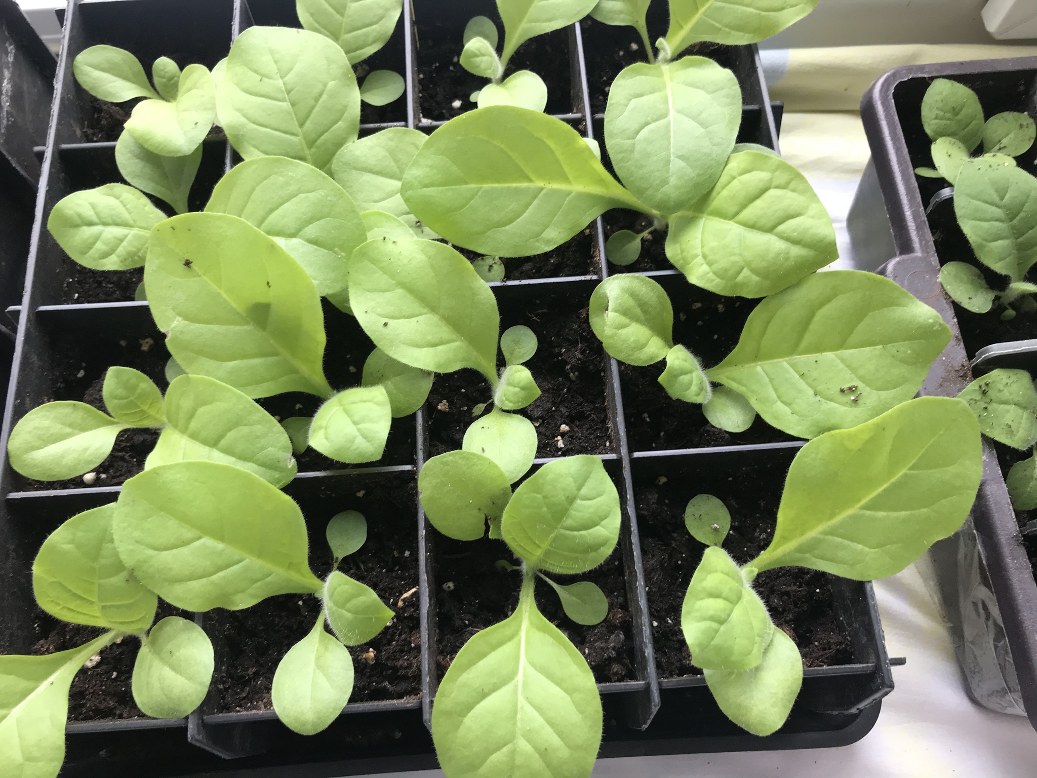 Tobacco seedlings - My, Tobacco, Samosad, Longpost