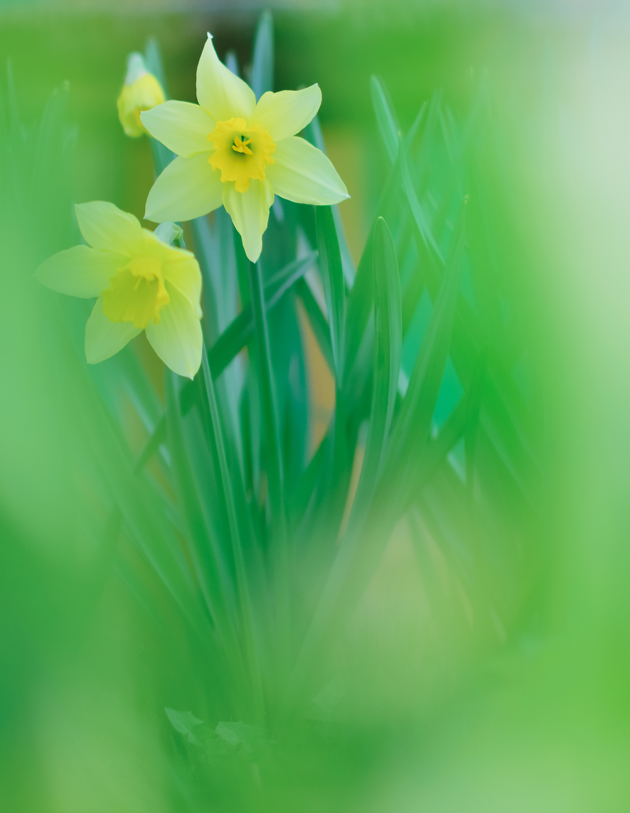 Daffodils - My, Flowers, Spring, Photographer, Macro photography, Nikon, The photo