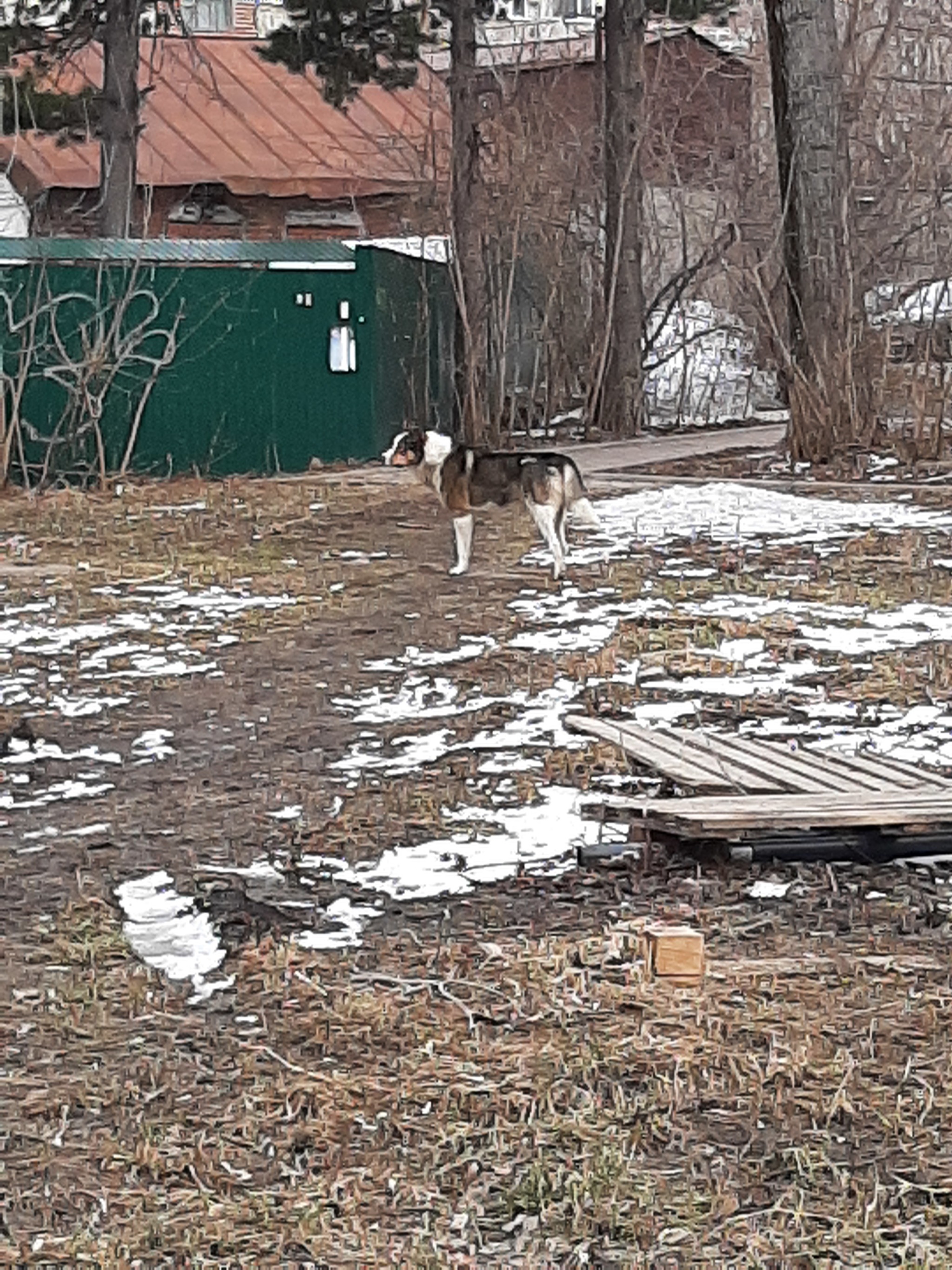 WHOSE DOG? TOMSK - My, Tomsk, Dog, The dog is missing, Longpost, No rating, Found a dog