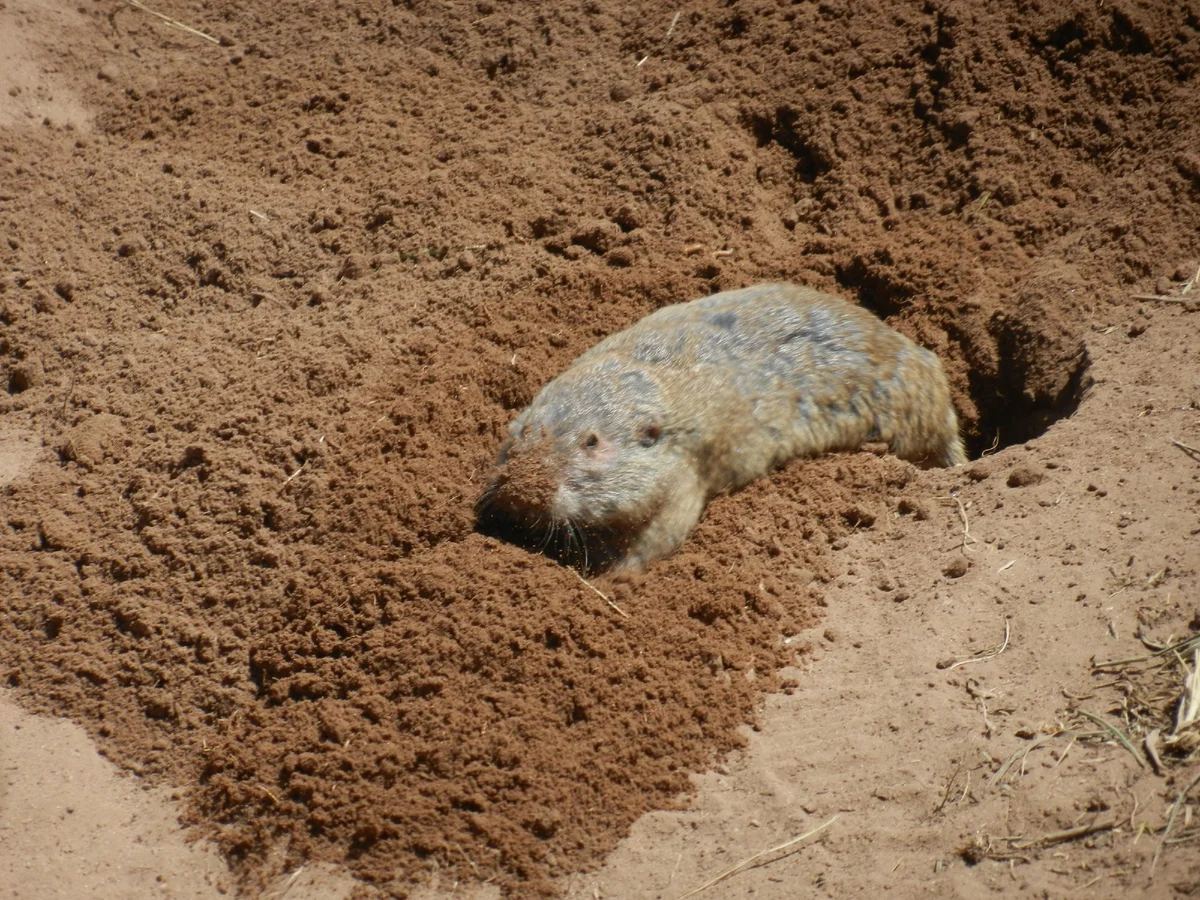 Zokor: An underground pest, but it's not a mole. A strange beast with the ability to weed the ground in reverse - Rodents, Pests, Garden, Yandex Zen, Animals, Longpost