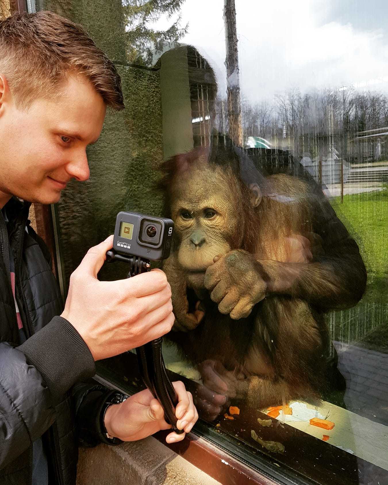 Check out the photo - My, The photo, Curiosity, Orangutan, Milota