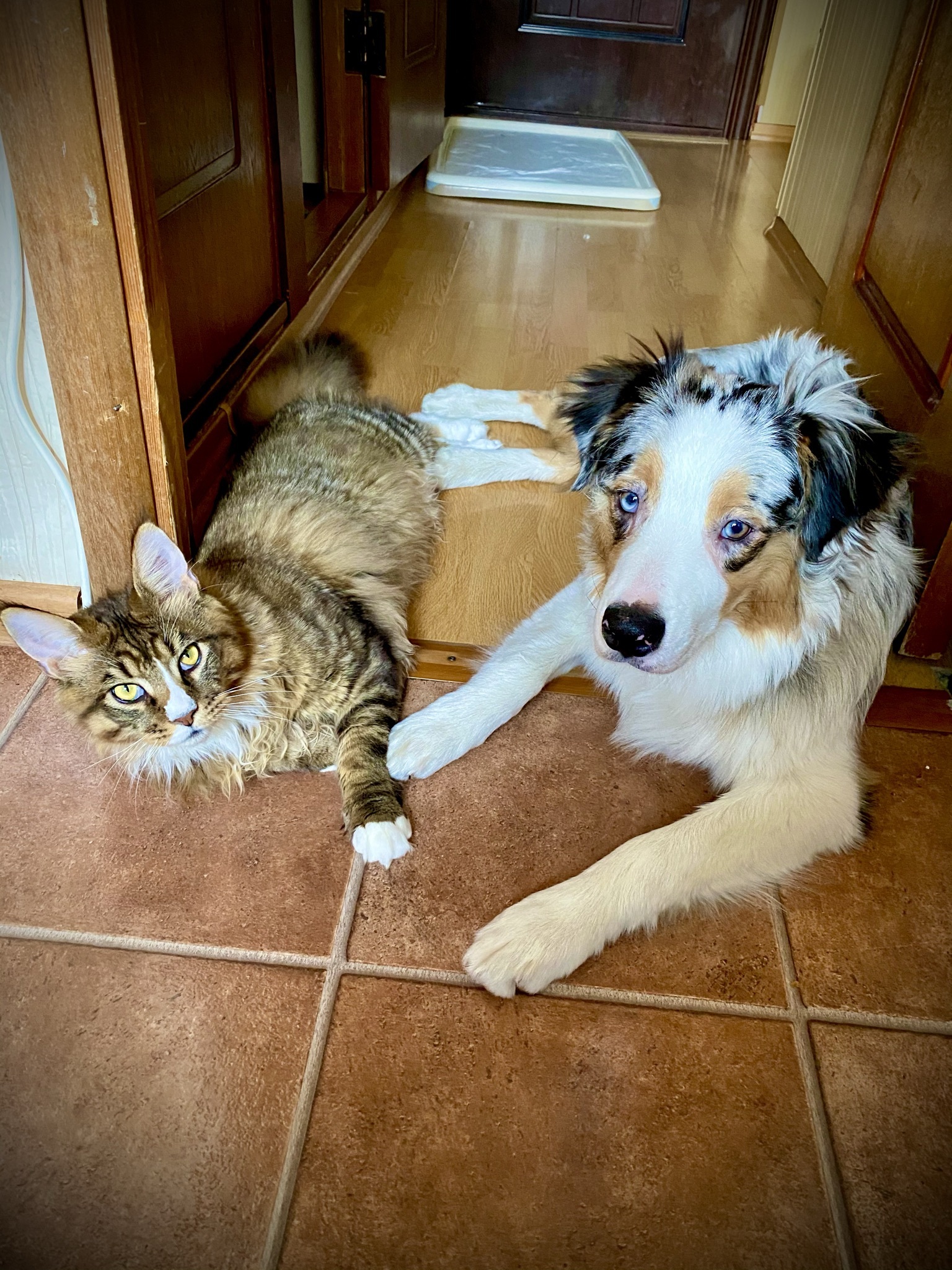 Fur gang - My, Cats and dogs together, cat, Australian shepherd, Longpost