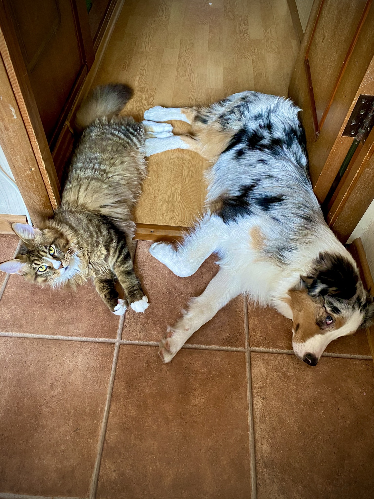 Fur gang - My, Cats and dogs together, cat, Australian shepherd, Longpost