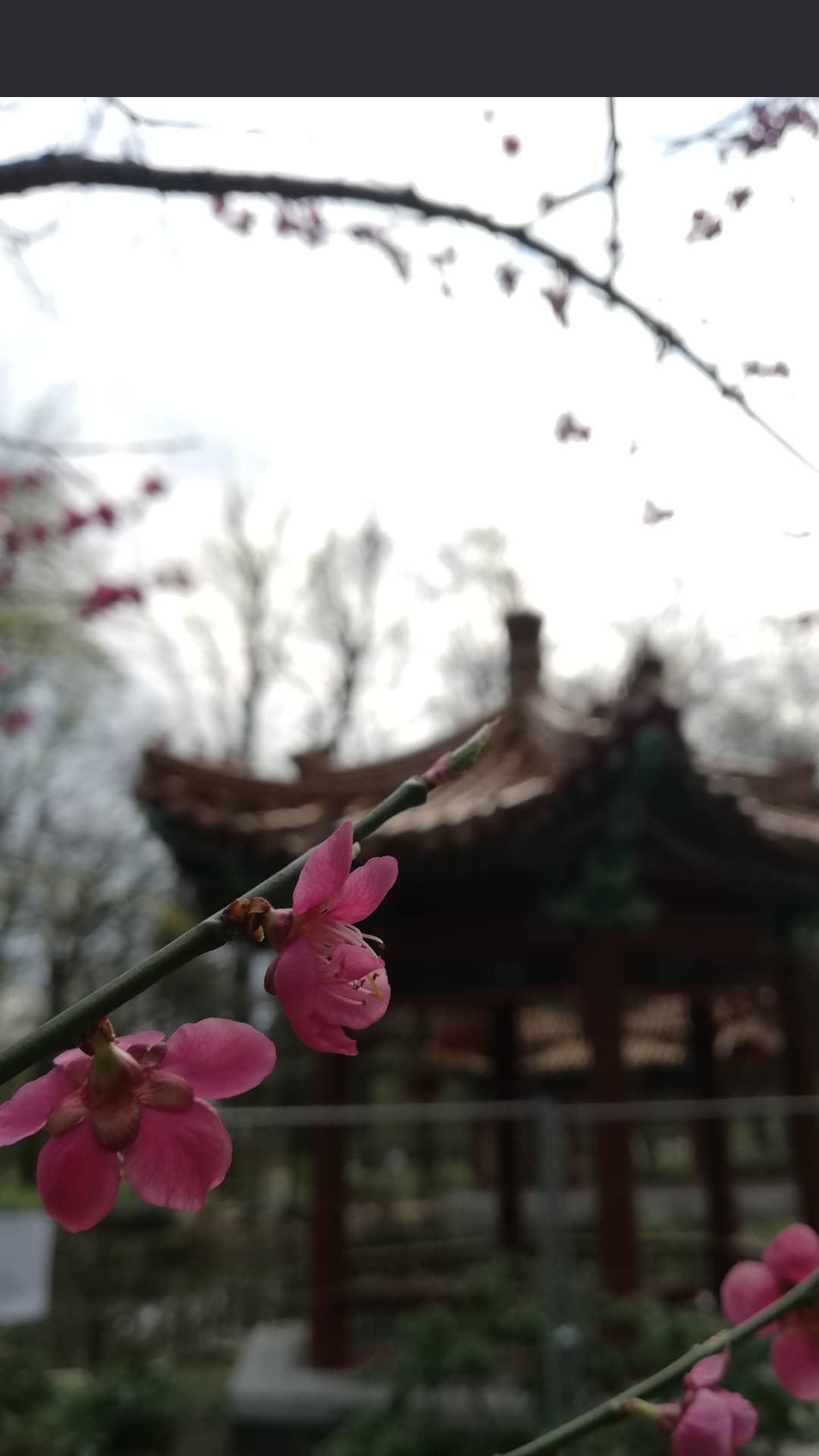 Mysterious Japanese corner in Warsaw - My, Japan, The photo, Photographer, Spring, Travels, Town, Country, Oddities, Youth, Poland, Longpost