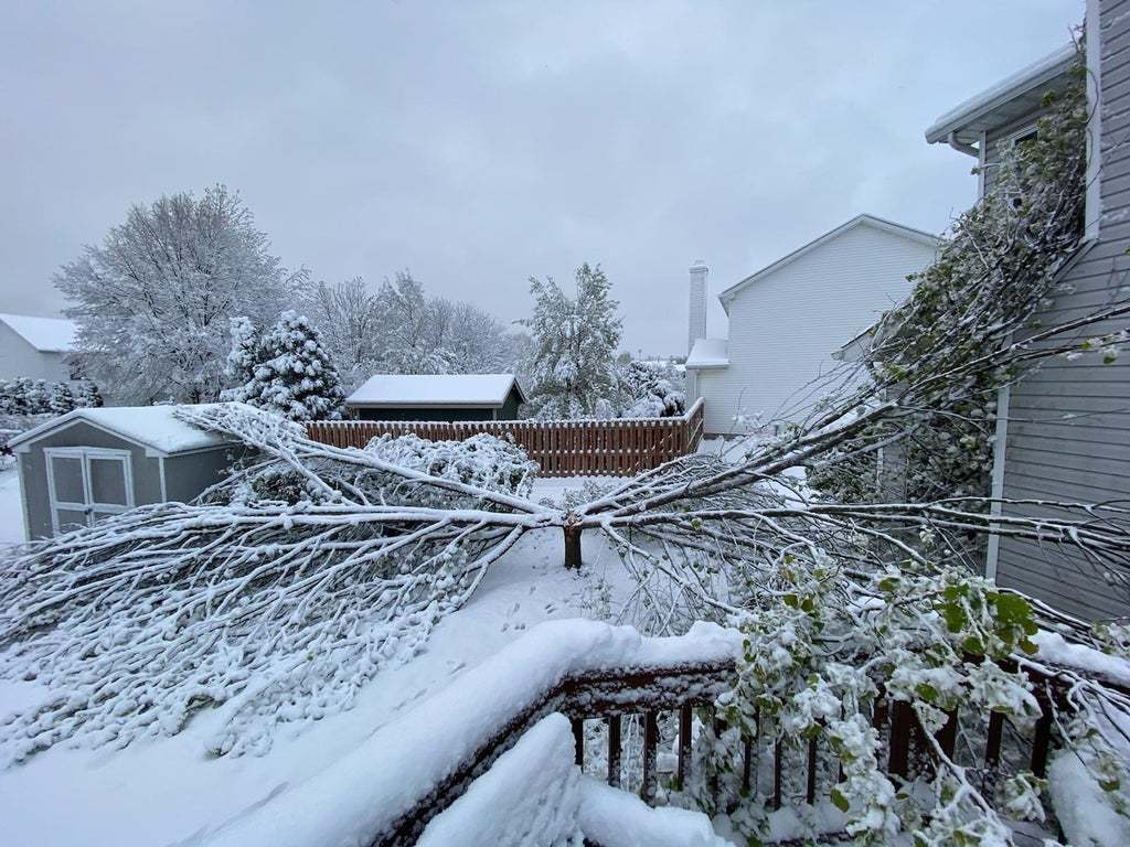 Вот так дерево упало под весом снега - Дерево, Снег, Фотография