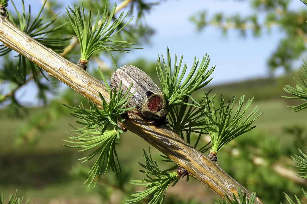 How the cockchafer lives: several features from the life of the “sharanka” - Insects, Жуки, Chafer, Yandex Zen, Longpost