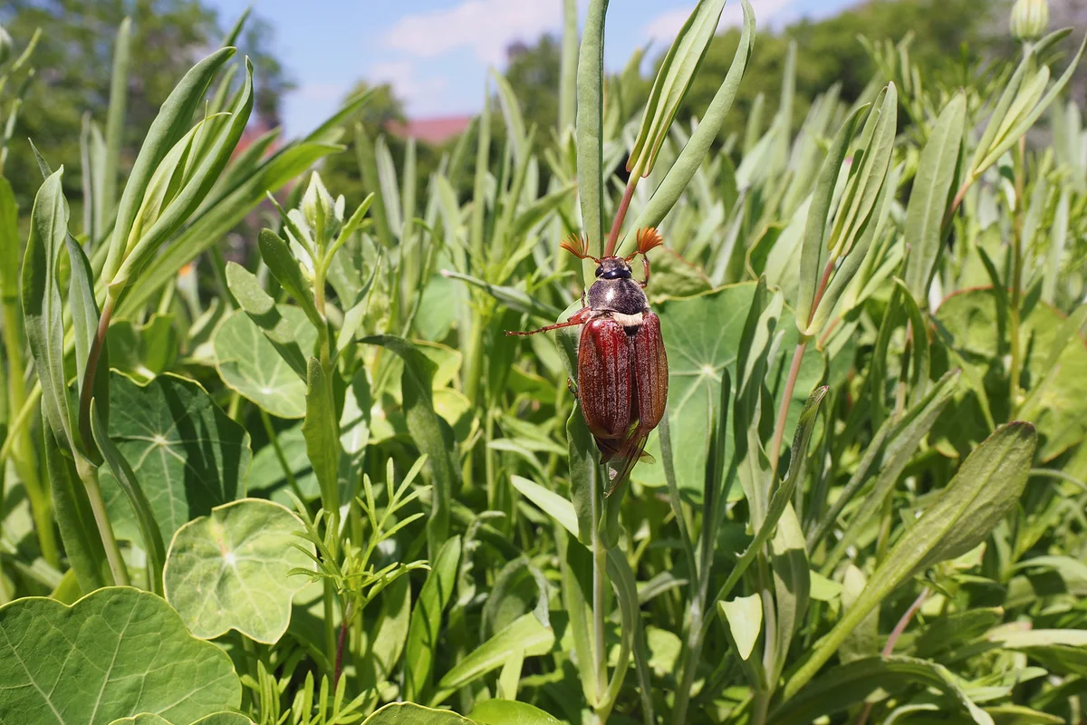 How the cockchafer lives: several features from the life of the “sharanka” - Insects, Жуки, Chafer, Yandex Zen, Longpost