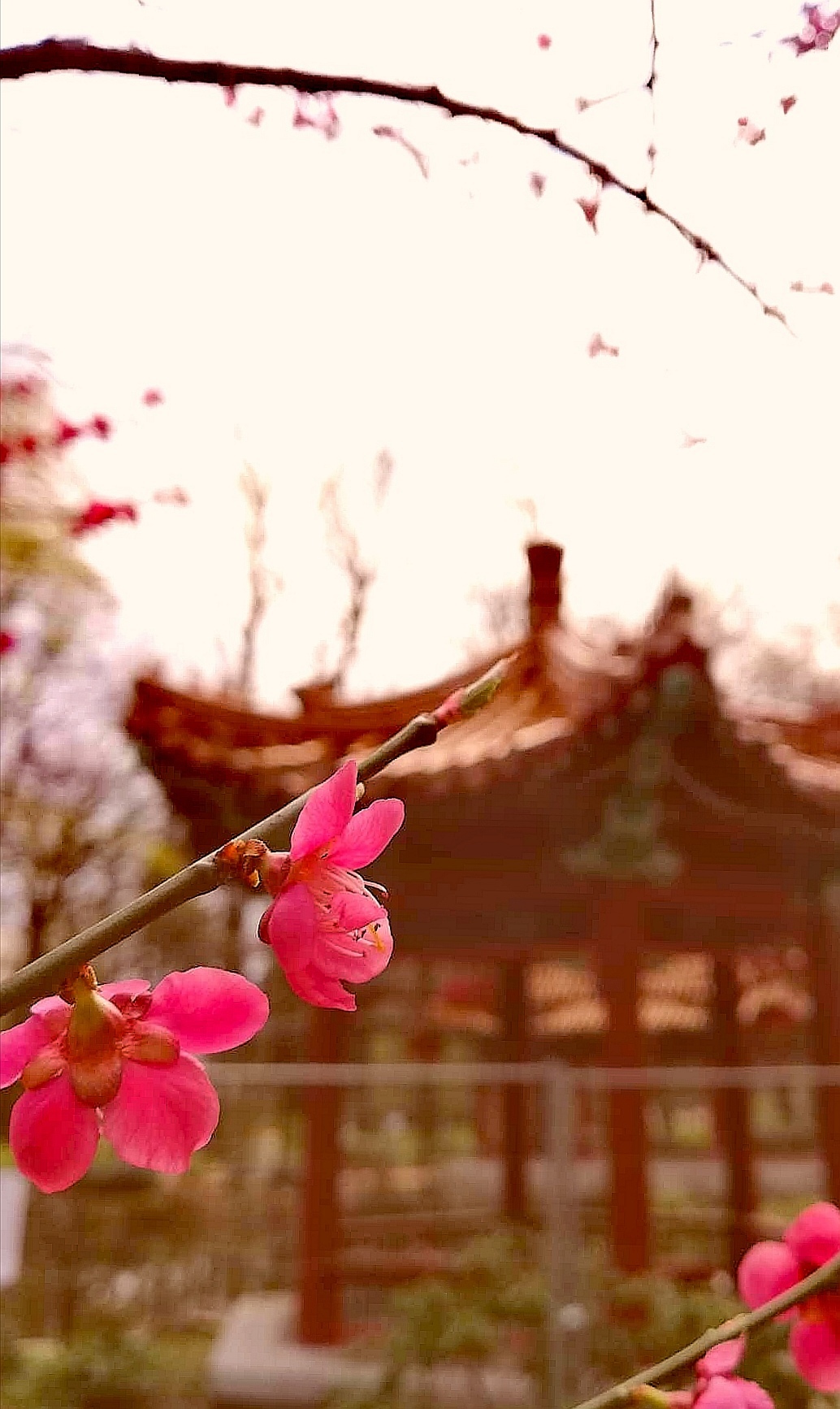 Mysterious Japanese corner in Warsaw - My, Japan, The photo, Photographer, Spring, Travels, Town, Country, Oddities, Youth, Poland, Longpost