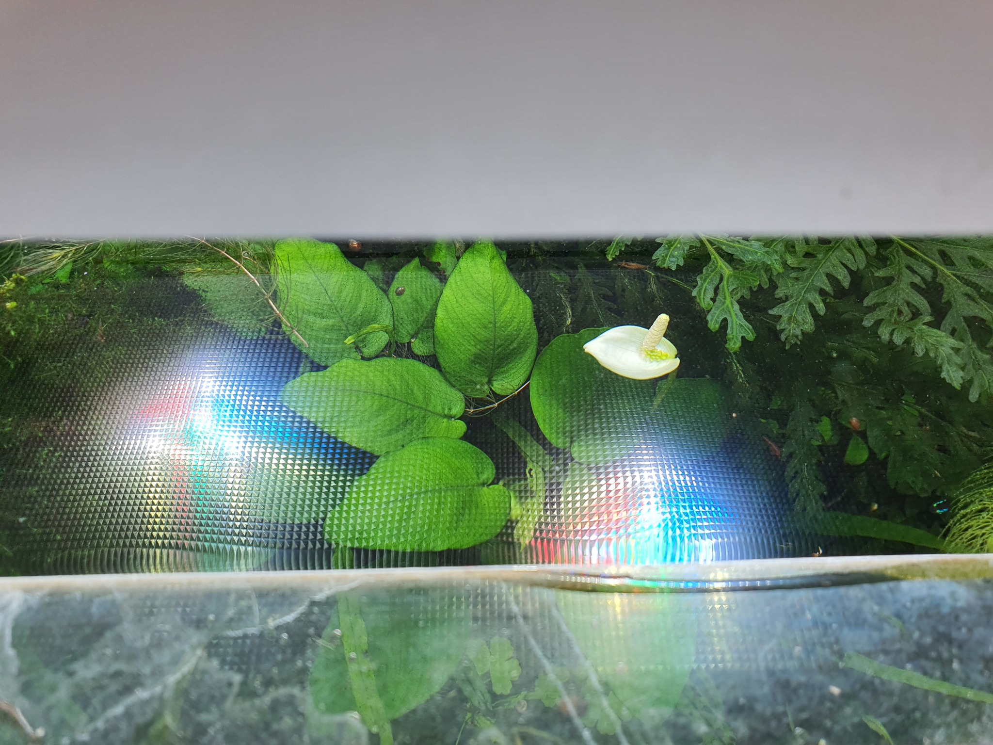 Anubias blooms - My, Bloom, Aquarium, Longpost