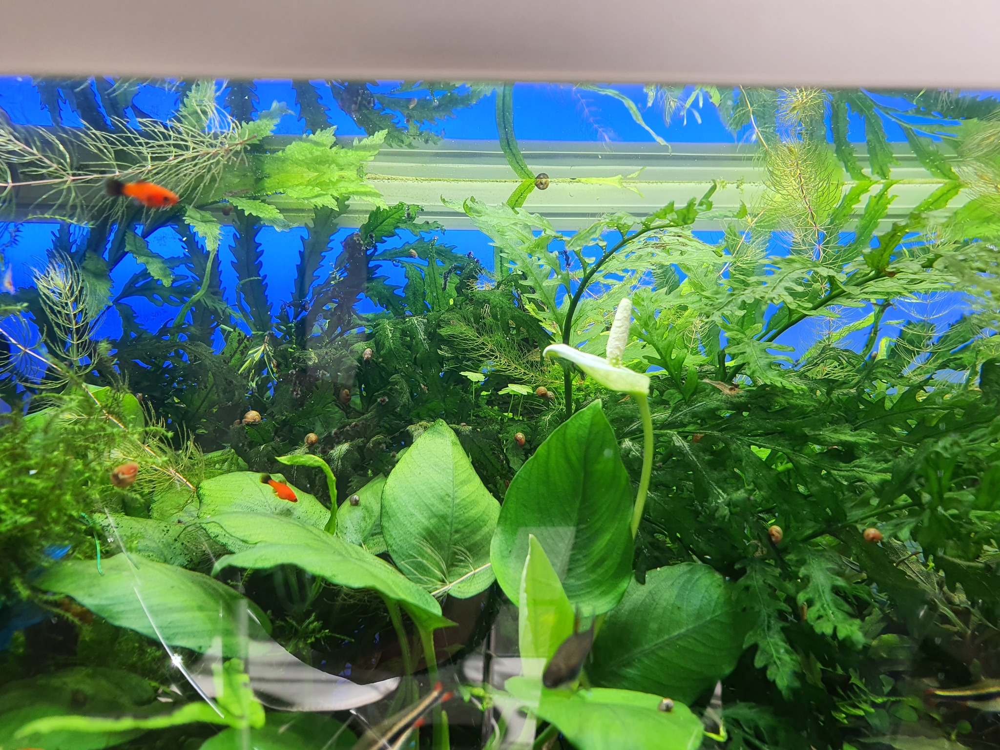 Anubias blooms - My, Bloom, Aquarium, Longpost