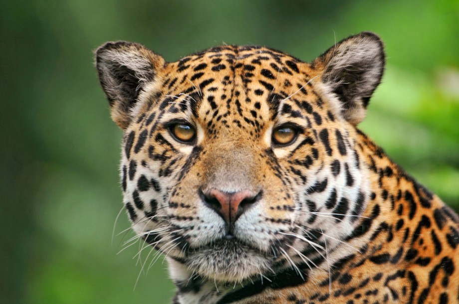 Interesting facts about jaguars - Jaguar, Big cats, Cat family, Interesting, Facts, Longpost