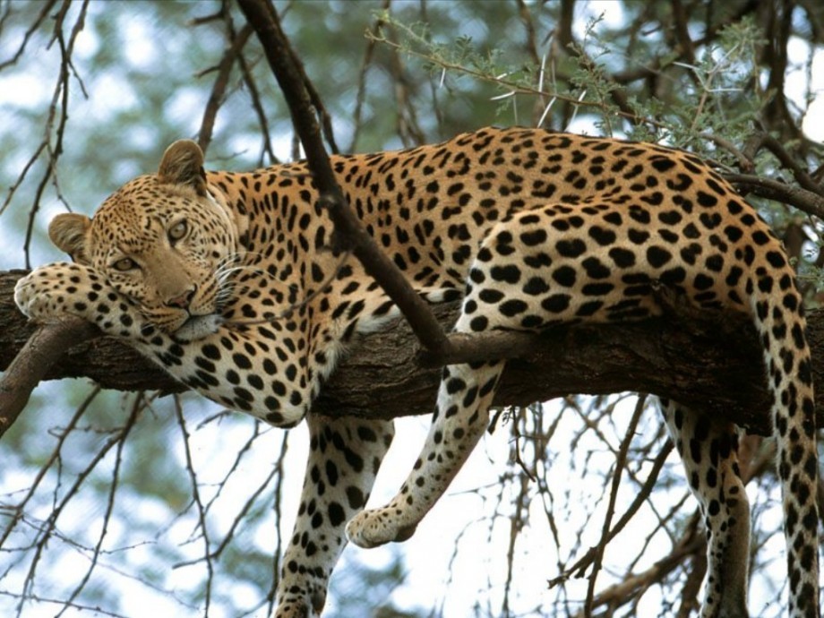 Interesting facts about jaguars - Jaguar, Big cats, Cat family, Interesting, Facts, Longpost