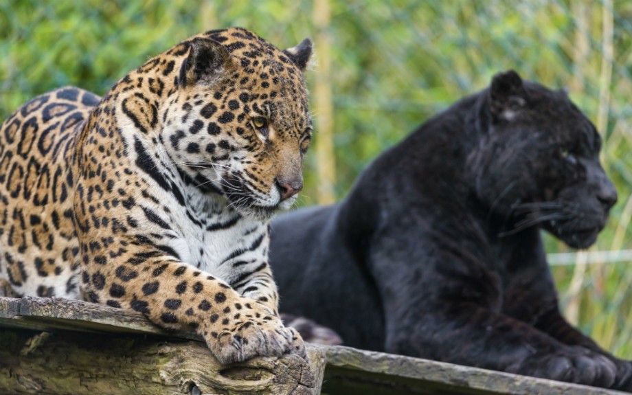 Interesting facts about jaguars - Jaguar, Big cats, Cat family, Interesting, Facts, Longpost