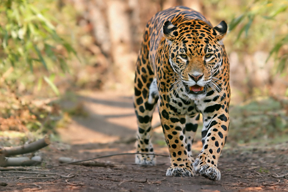 Interesting facts about jaguars - Jaguar, Big cats, Cat family, Interesting, Facts, Longpost