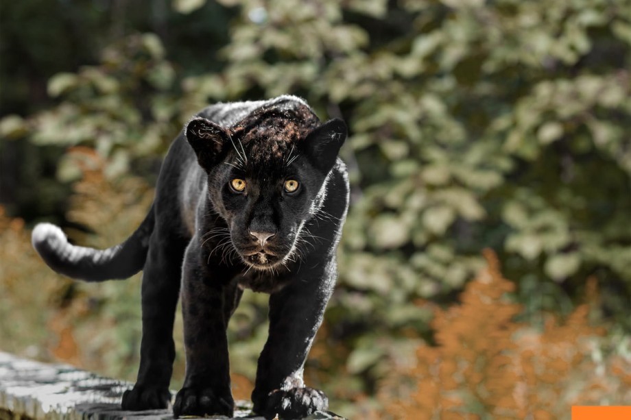 Interesting facts about jaguars - Jaguar, Big cats, Cat family, Interesting, Facts, Longpost