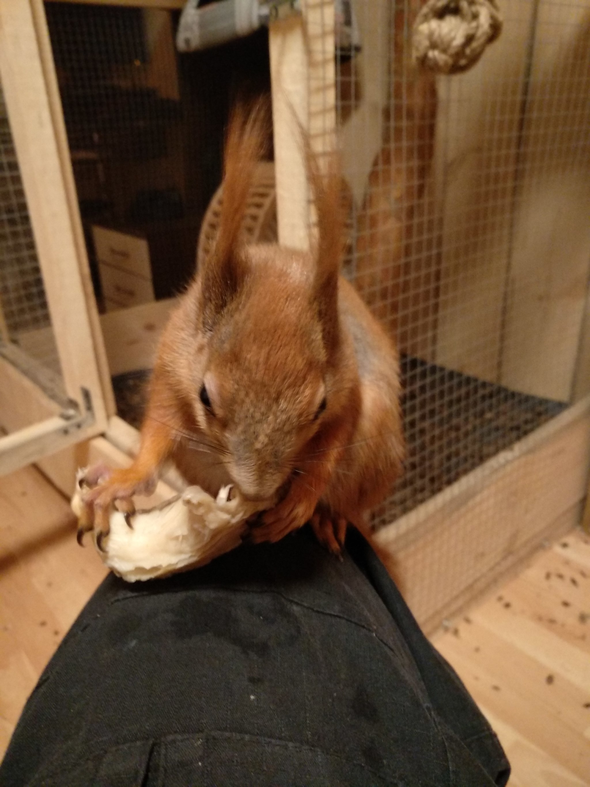 Squirrel in the house - My, Squirrel, Pets, Longpost