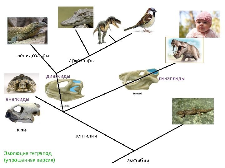 Perm: interrupted evolution - My, Evolution, Paleontology, Permian period, Synapsids, Biology, Interesting, Archaea, Pangaea, Longpost, Nauchpop, The science