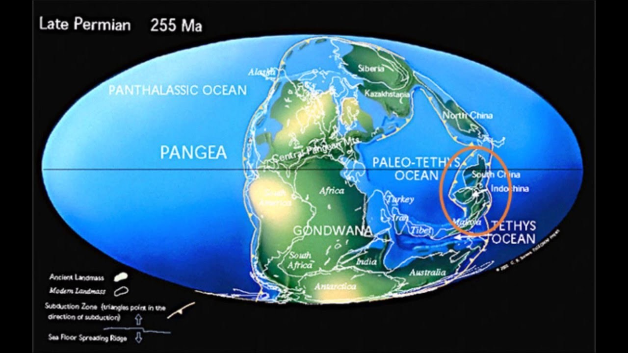 Perm: interrupted evolution - My, Evolution, Paleontology, Permian period, Synapsids, Biology, Interesting, Archaea, Pangaea, Longpost, Nauchpop, The science