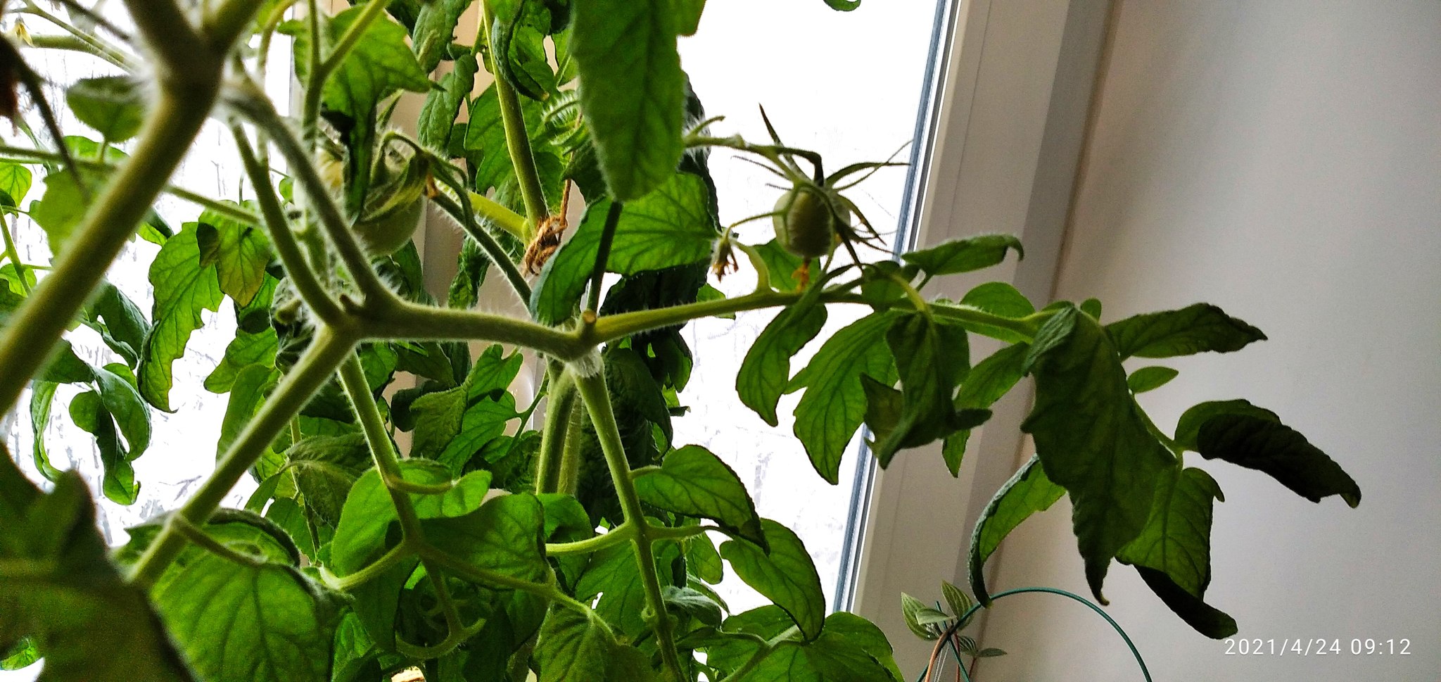 My tomatoes - My, Window, Winter, Tomatoes, Murmansk, Longpost