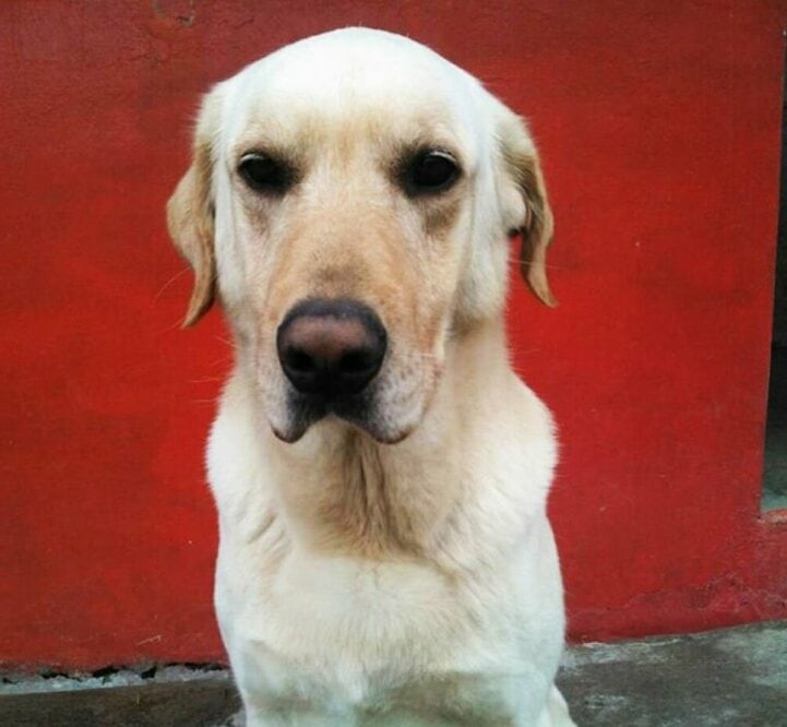 The story of the Labrador Daiko, who, without knowing a rest, saved people under the rubble - Heroes, Animals