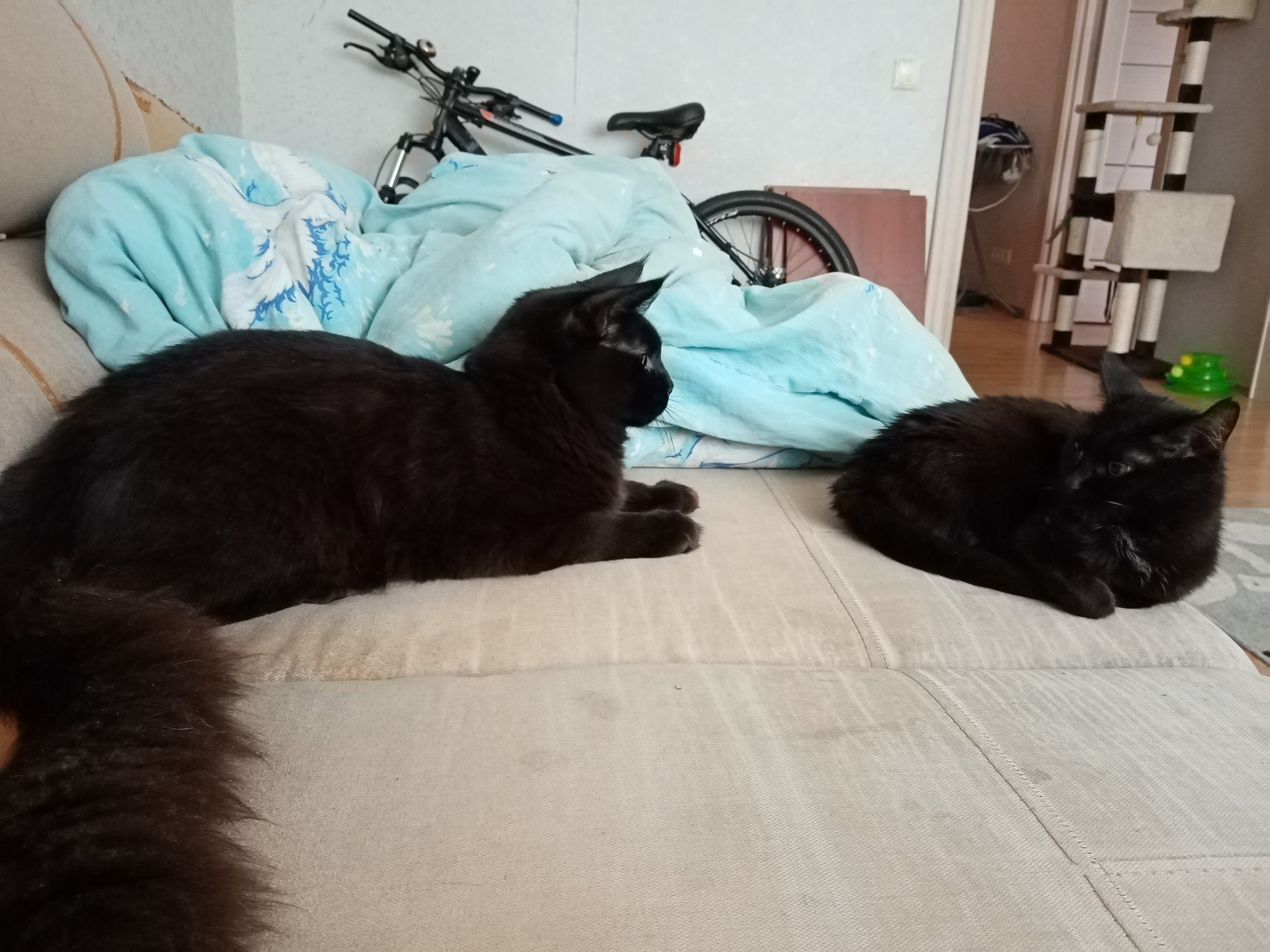 Elephant and Pug or Pooh (6 months) and Muska (11 years), for lovers of black cats and cats - My, cat, Milota, Black cat, Comparison, Maine Coon, Cur, Longpost