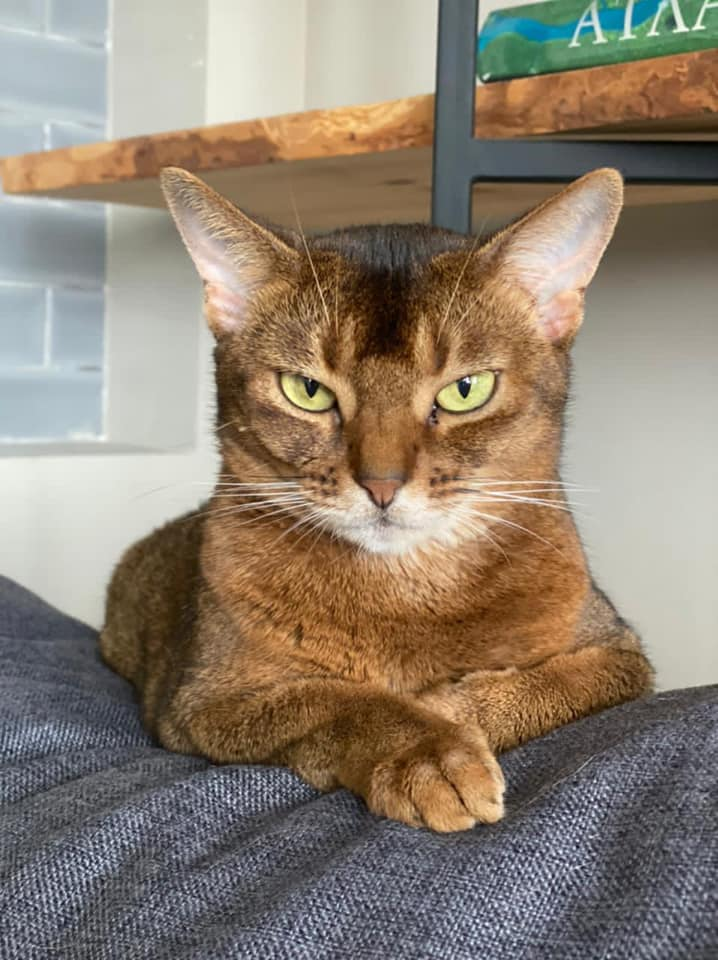 Pathetic biped, what do you need, slave? - cat, Brutality, Rugged look, Sight, Abyssinian cat