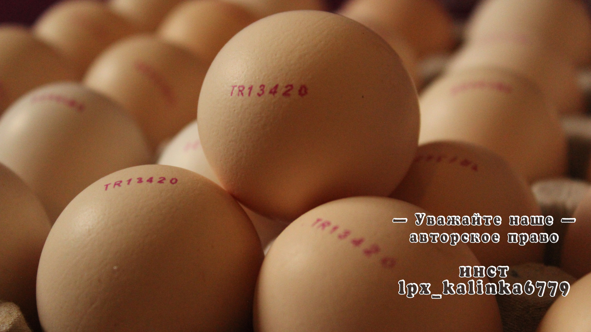 Broiler Turkiye Egg review - My, Broilers, Chickens, Review, Poultry, Longpost, Eggs, Incubator