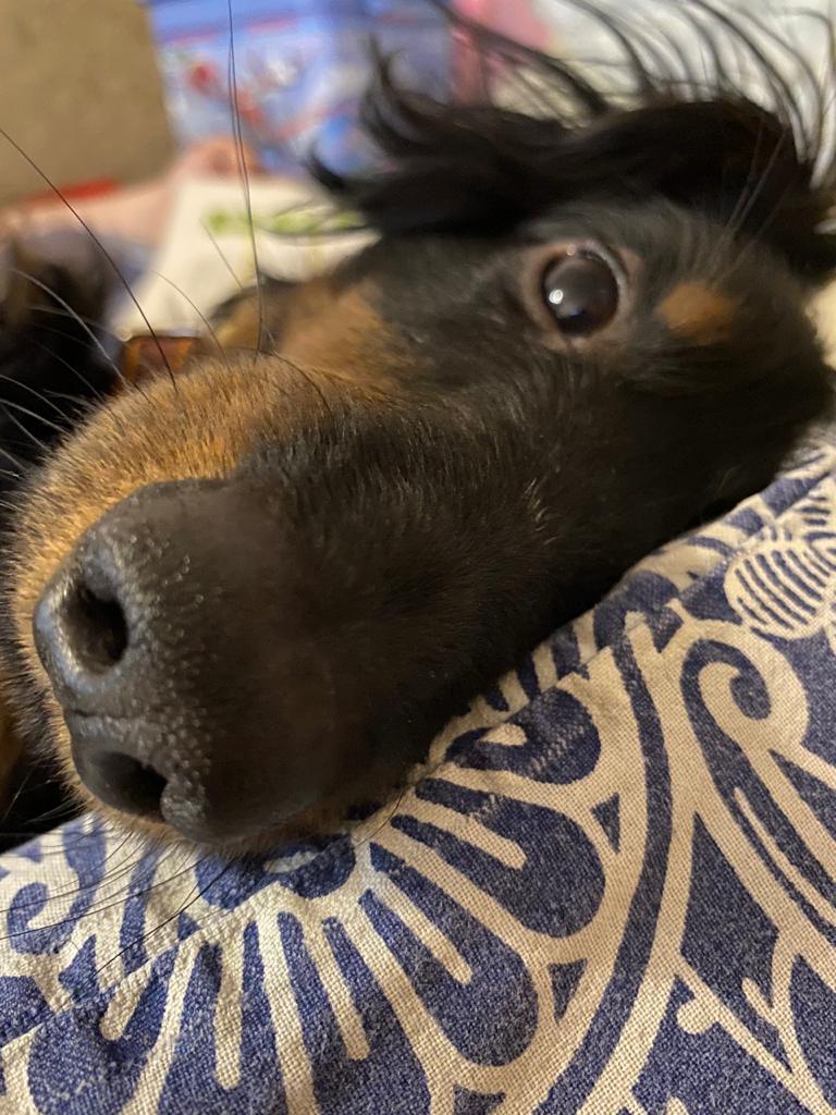 Black nose - My, Dog, Dachshund