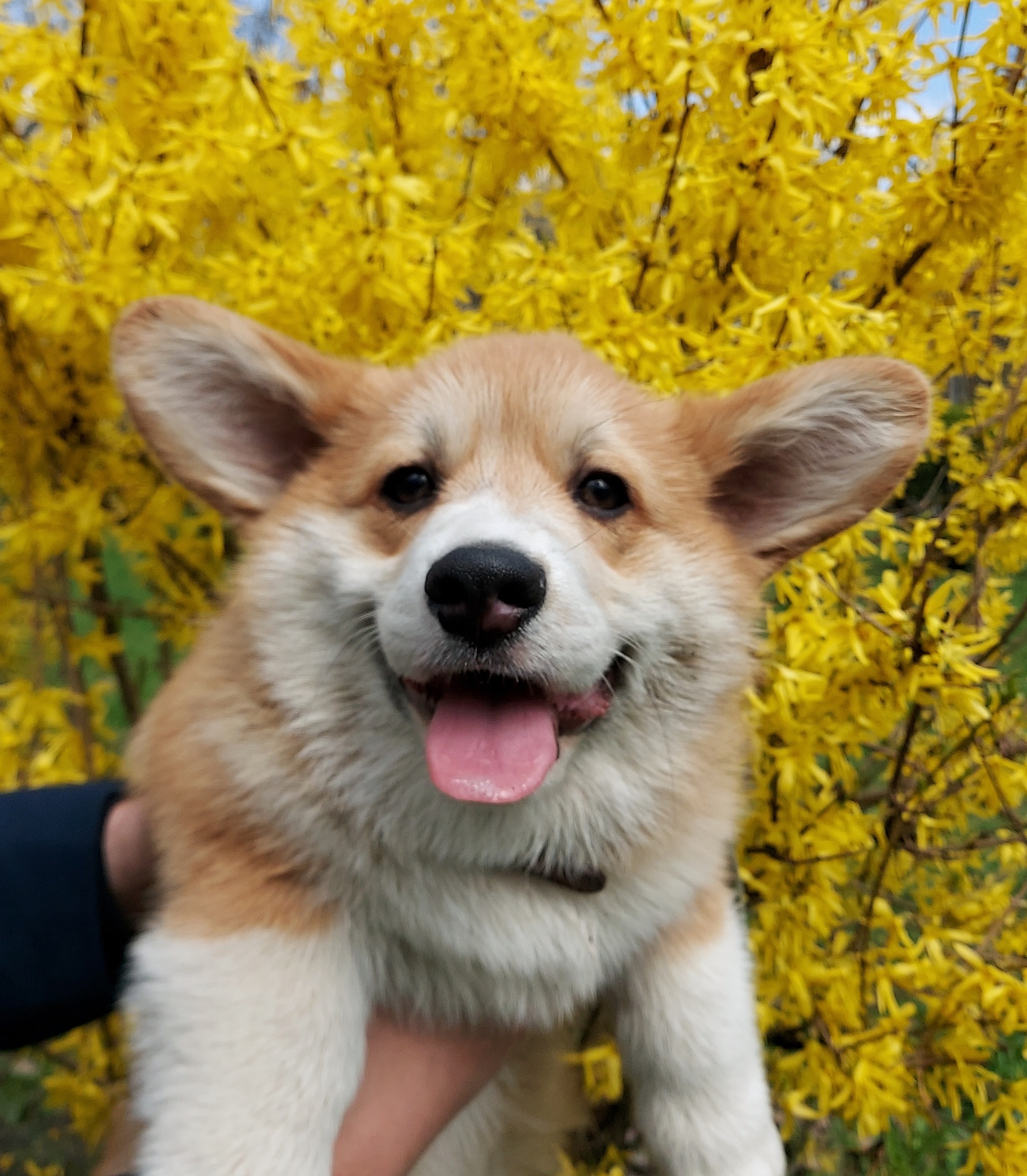 When is spring - My, Corgi, Dog, Puppies, The photo, Longpost