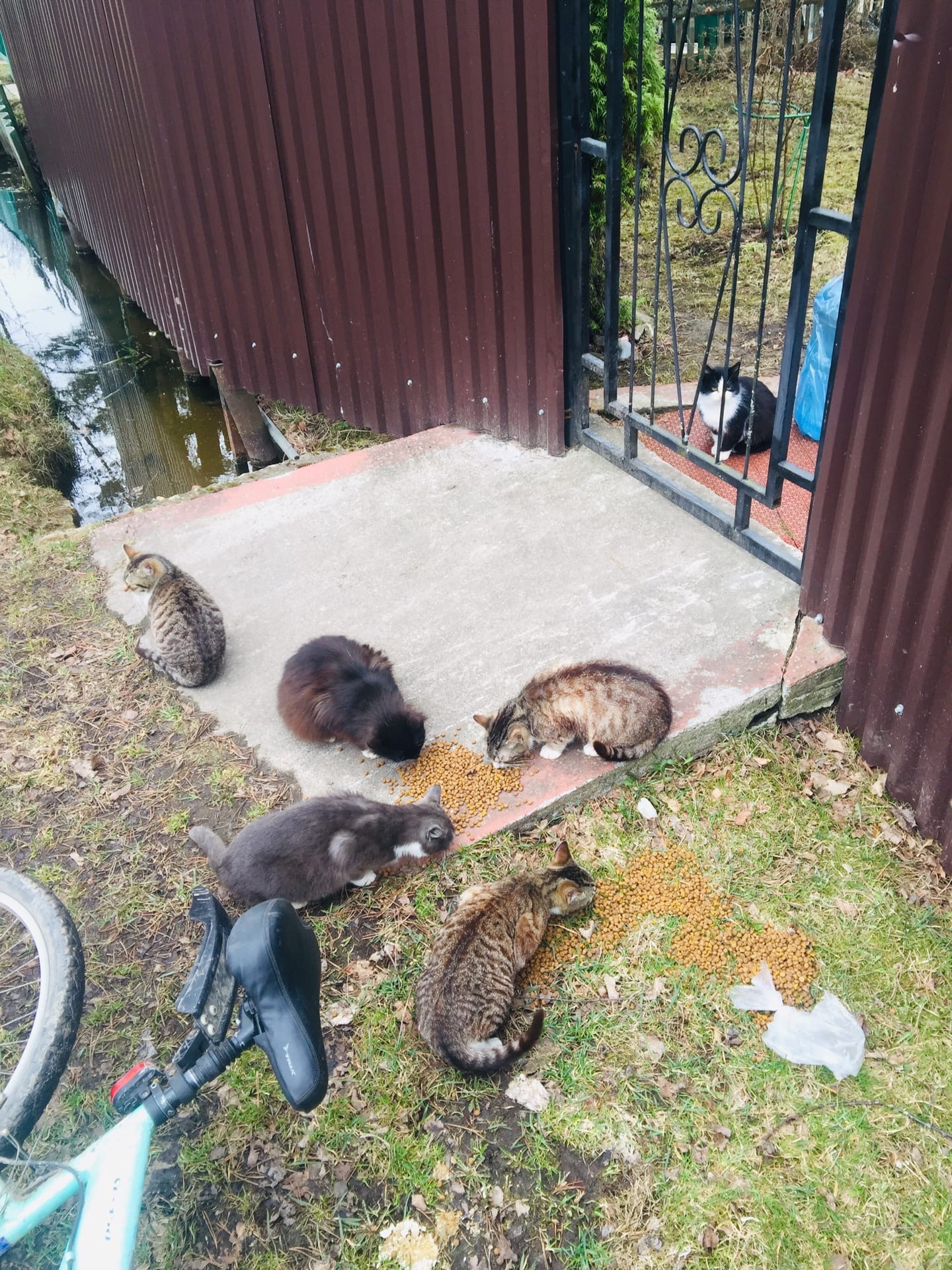 Report dated April 25. I sterilize and rehome cats abandoned at dachas. New pride of six cats - My, cat, Sterilization, Animal Rescue, Video, Longpost