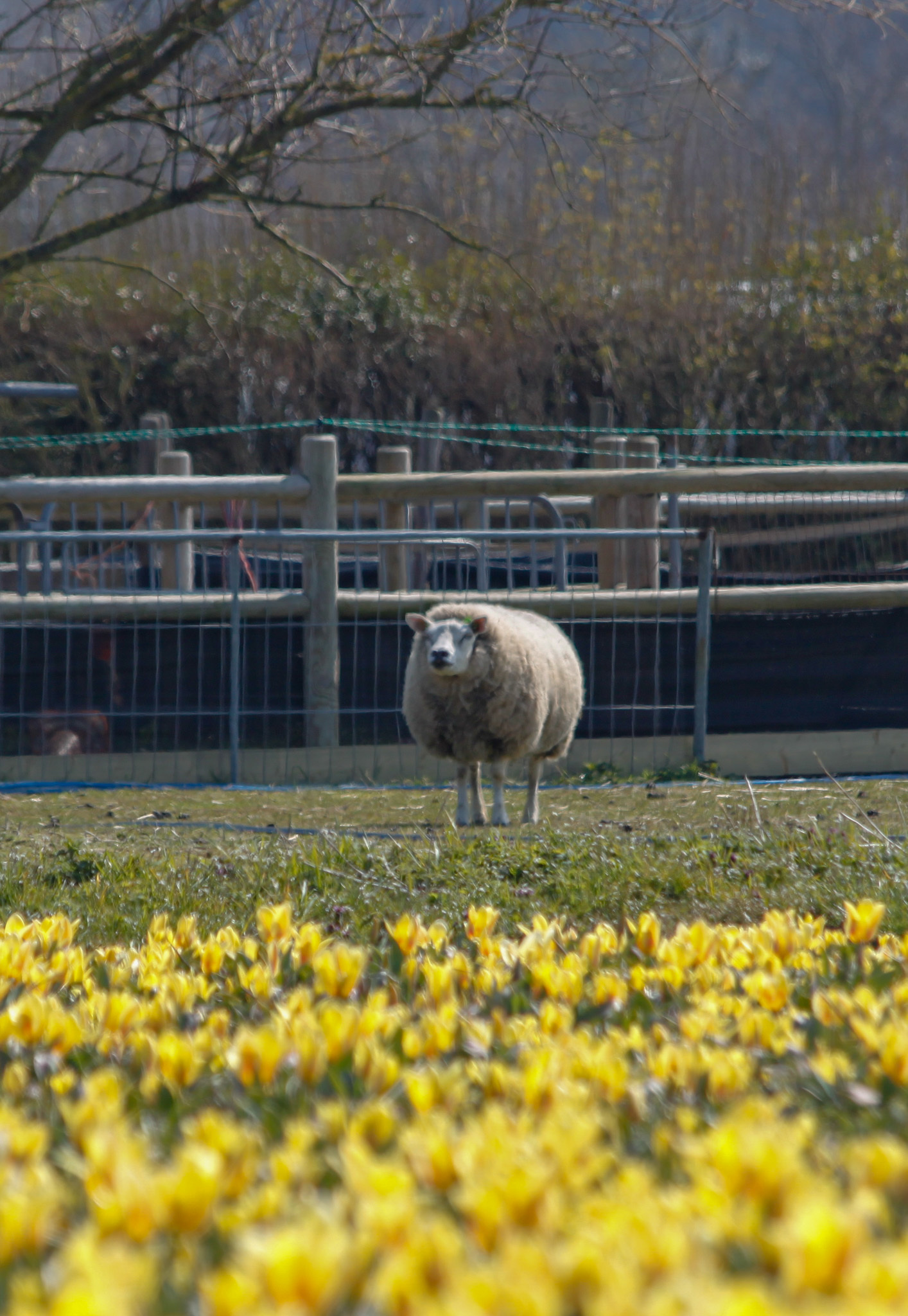 Tulip season has begun in the Netherlands - My, Netherlands, Netherlands (Holland), Tulips, Bloom, Flowers, Spring, Hyacinths, Longpost