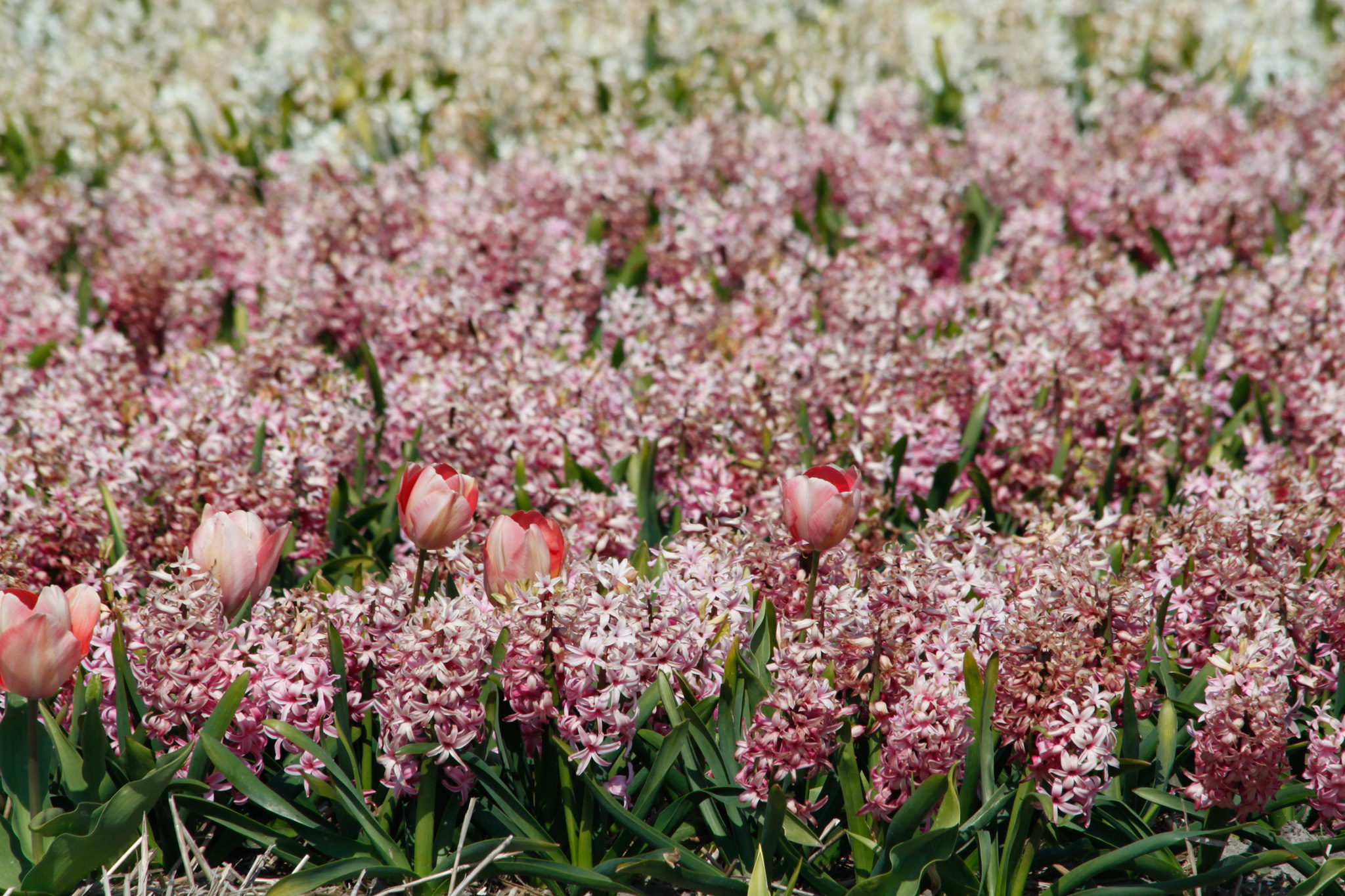 Tulip season has begun in the Netherlands - My, Netherlands, Netherlands (Holland), Tulips, Bloom, Flowers, Spring, Hyacinths, Longpost