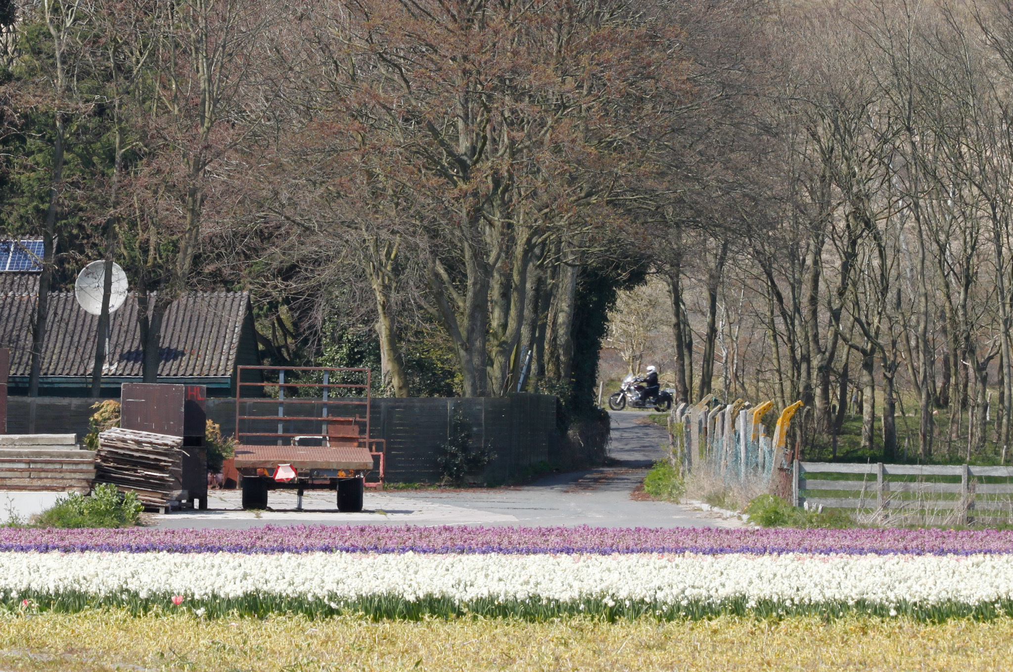 Tulip season has begun in the Netherlands - My, Netherlands, Netherlands (Holland), Tulips, Bloom, Flowers, Spring, Hyacinths, Longpost