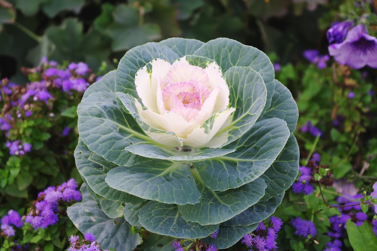 Cauliflower - My, Cabbage, beauty, Plants, Landscape design, Longpost