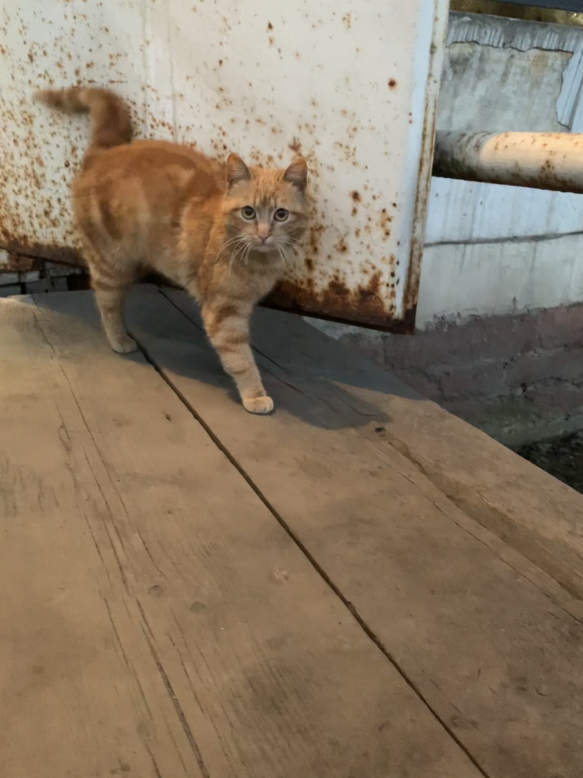 Red-haired suicide bombers. Cats at the village store - My, cat, Kittens, Redheads, Animal Rescue, Kindness, In good hands, Saint Petersburg, Leningrad region, Animal shelter, Shelter, Help, Homeless animals, Video, Longpost