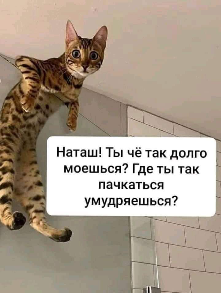 Наташ, ну чего? - Картинка с текстом, Кот, Наташа мы все уронили, Бенгальская кошка