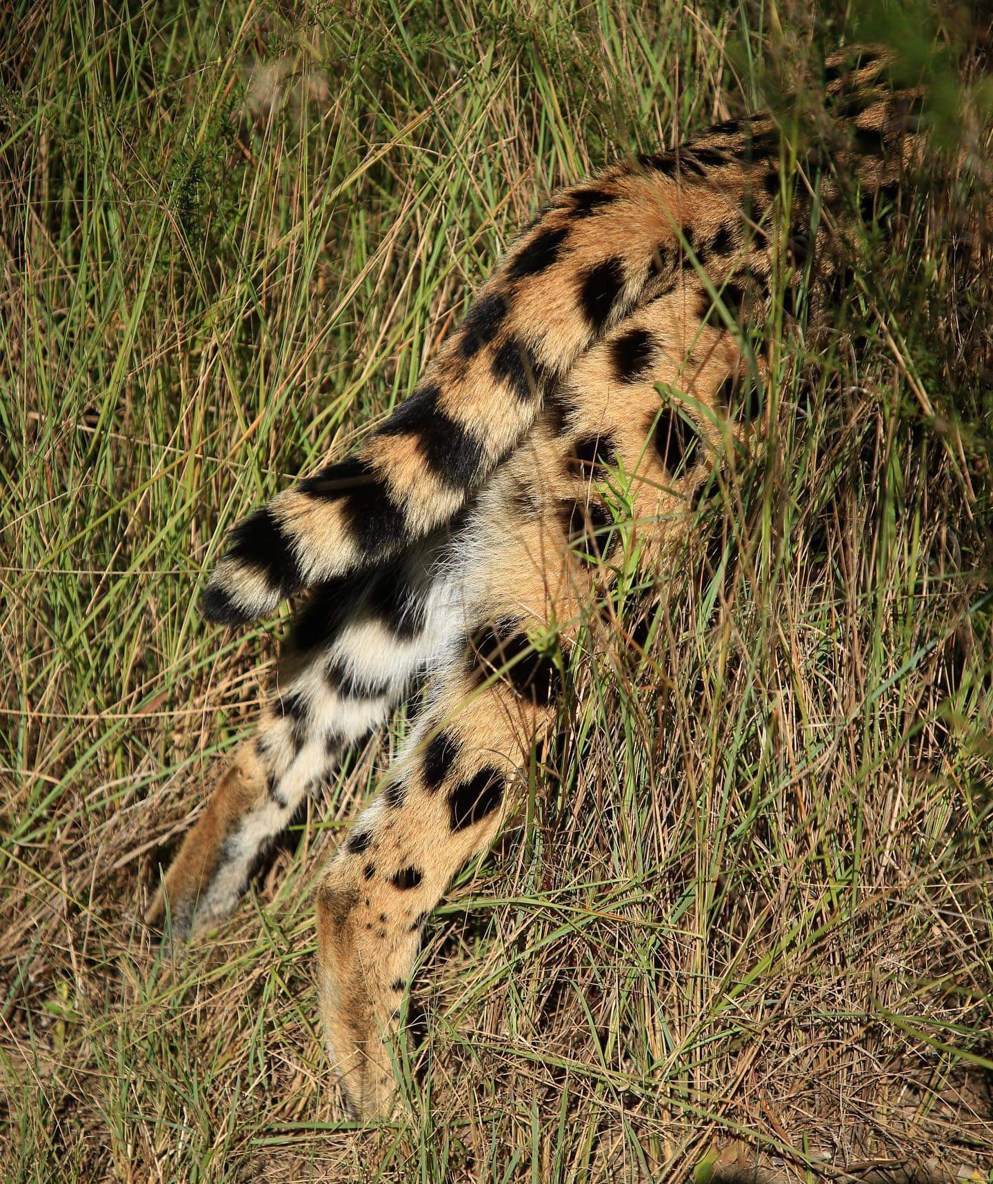 Serval. Back view) - Serval, Small cats, Cat family, Tail, Milota, Australia, Wild cat center