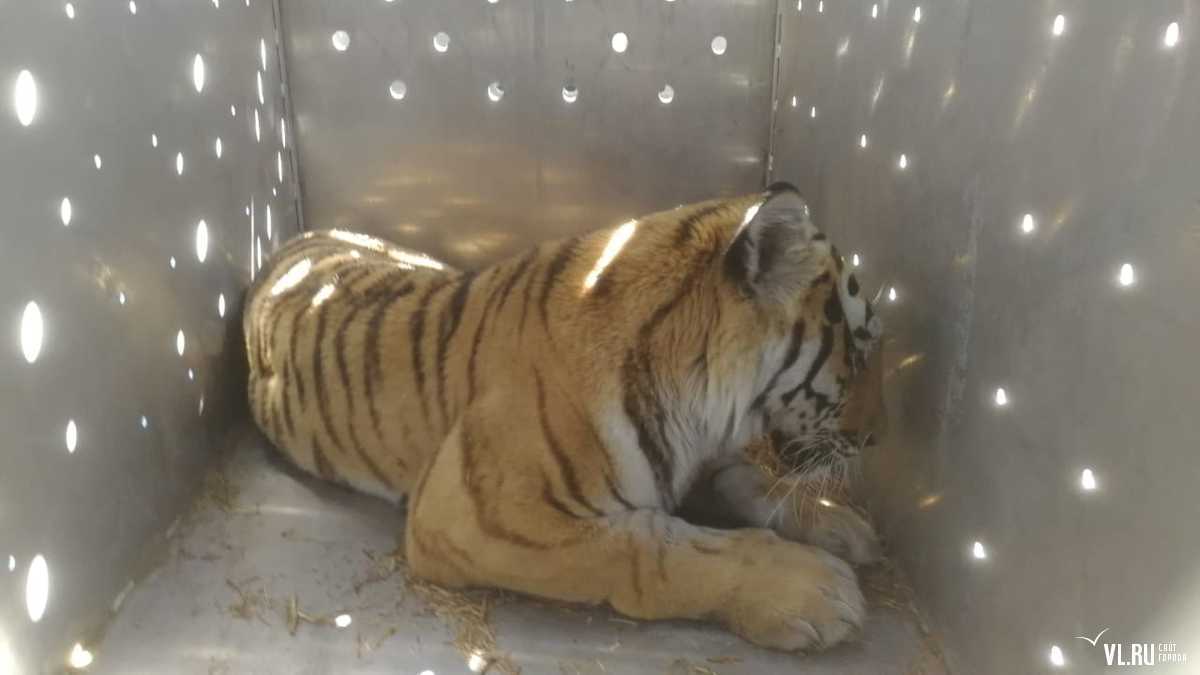 A tigress who was killing dogs in the Khasansky district was caught in Primorye - Tiger, Amur tiger, Big cats, Cat family, news, Primorsky Krai, Wild animals, Longpost, Video, Khasan district